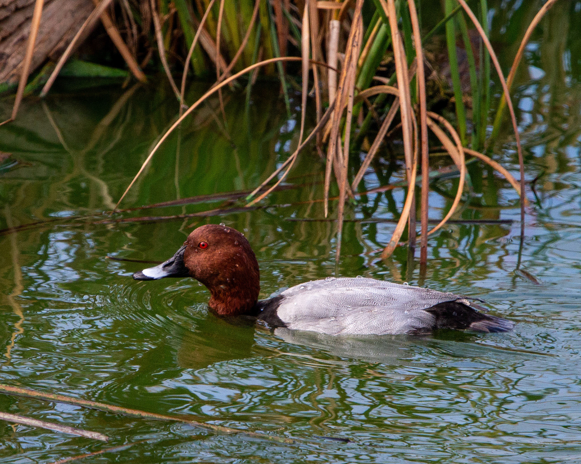 Common pochard