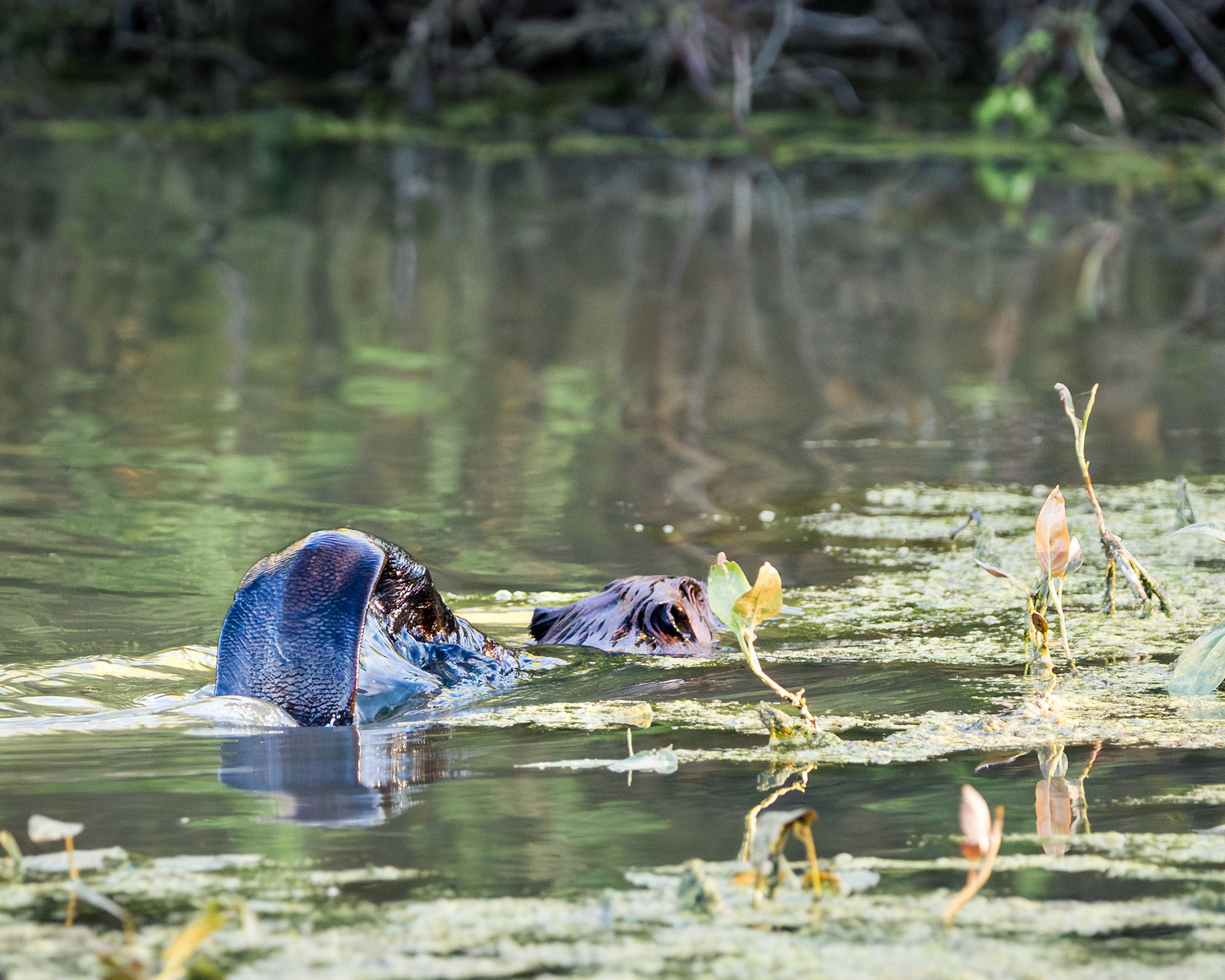 Beaver slapping its tail
