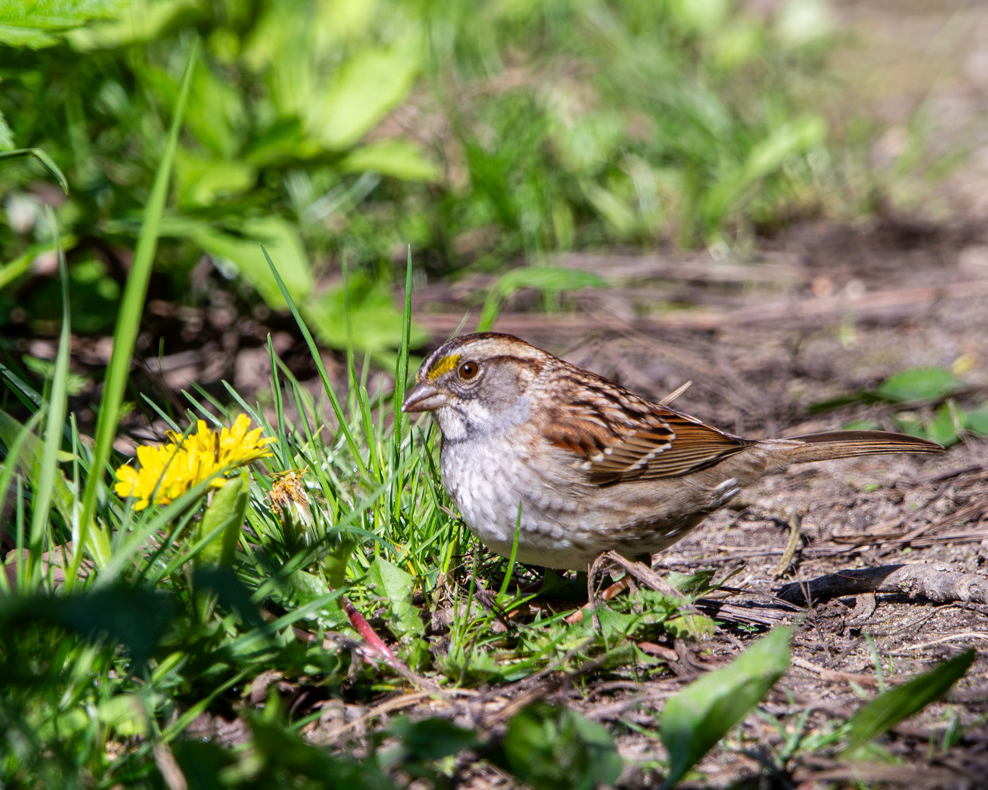 White throated sparrow