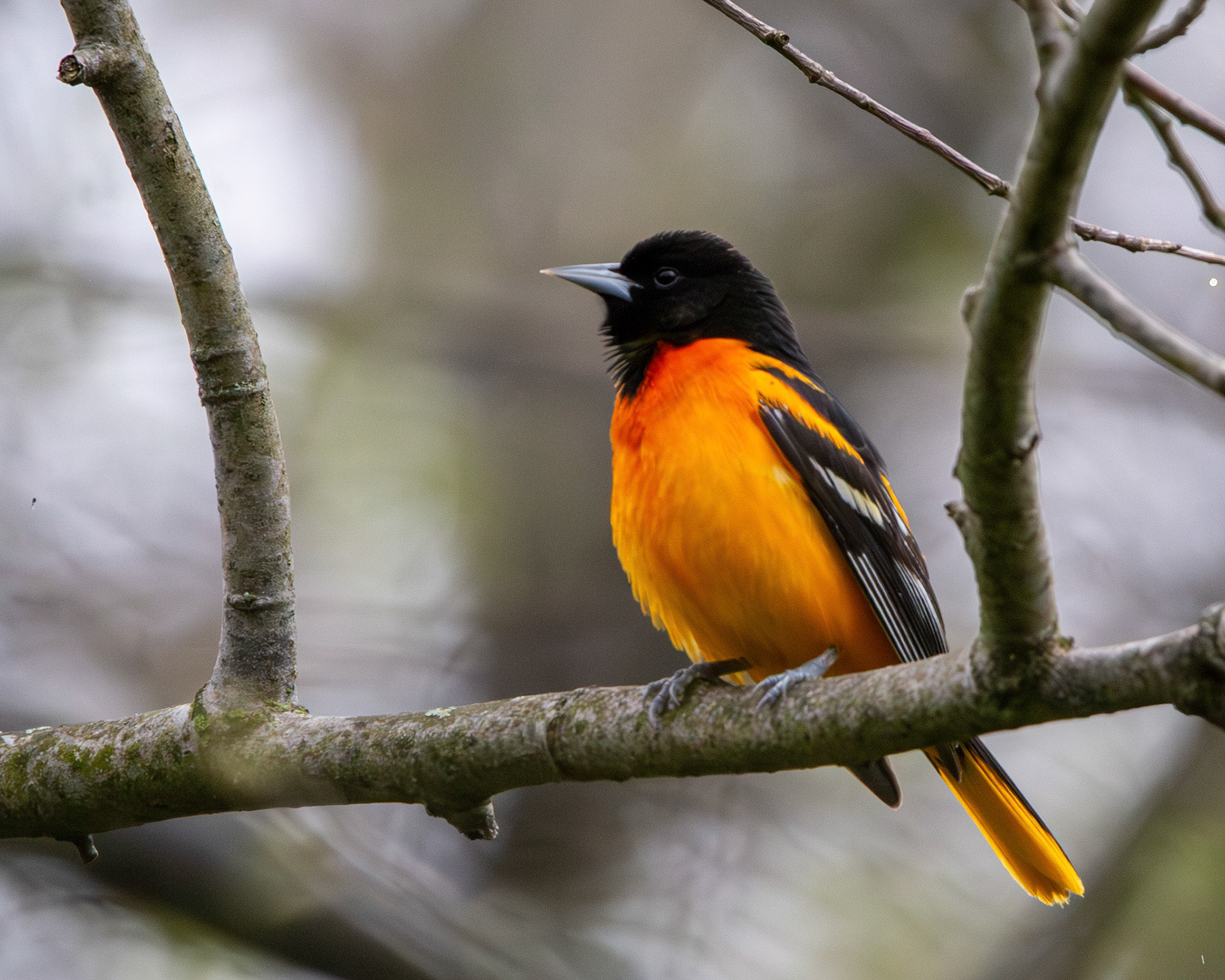 Baltimore oriole