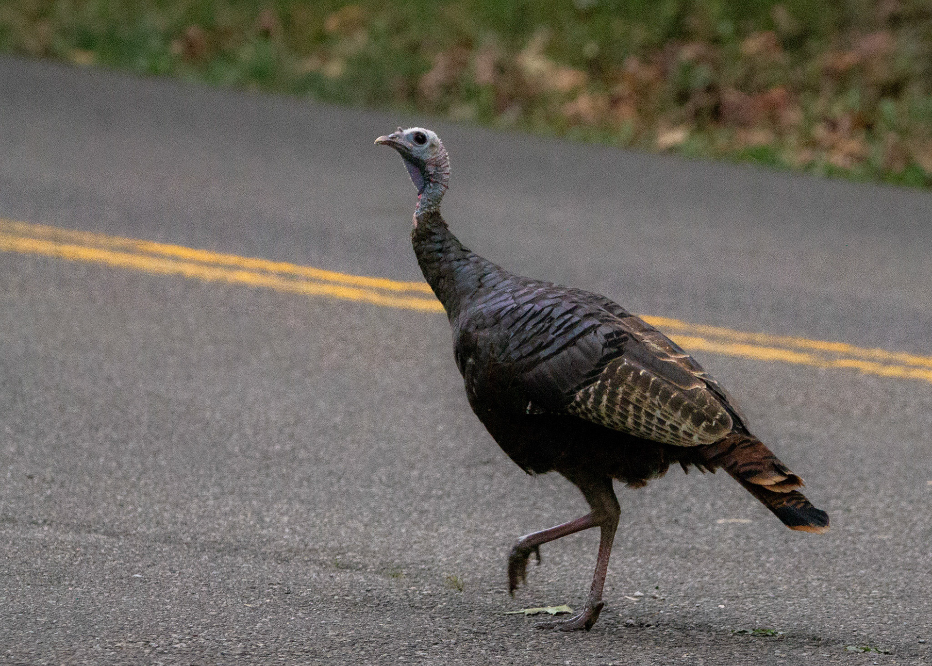 Wild turkey