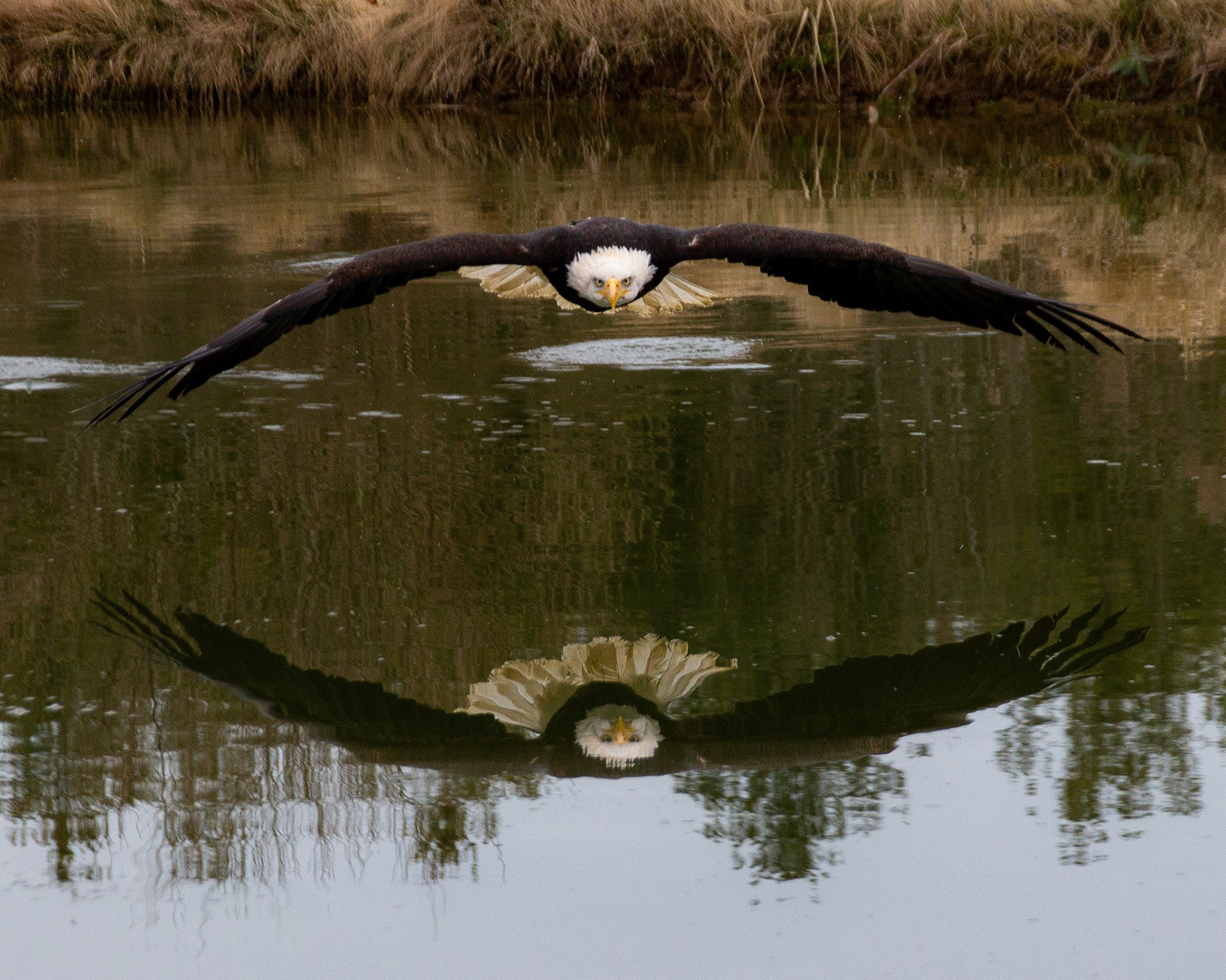 Bald eagle in flight over water