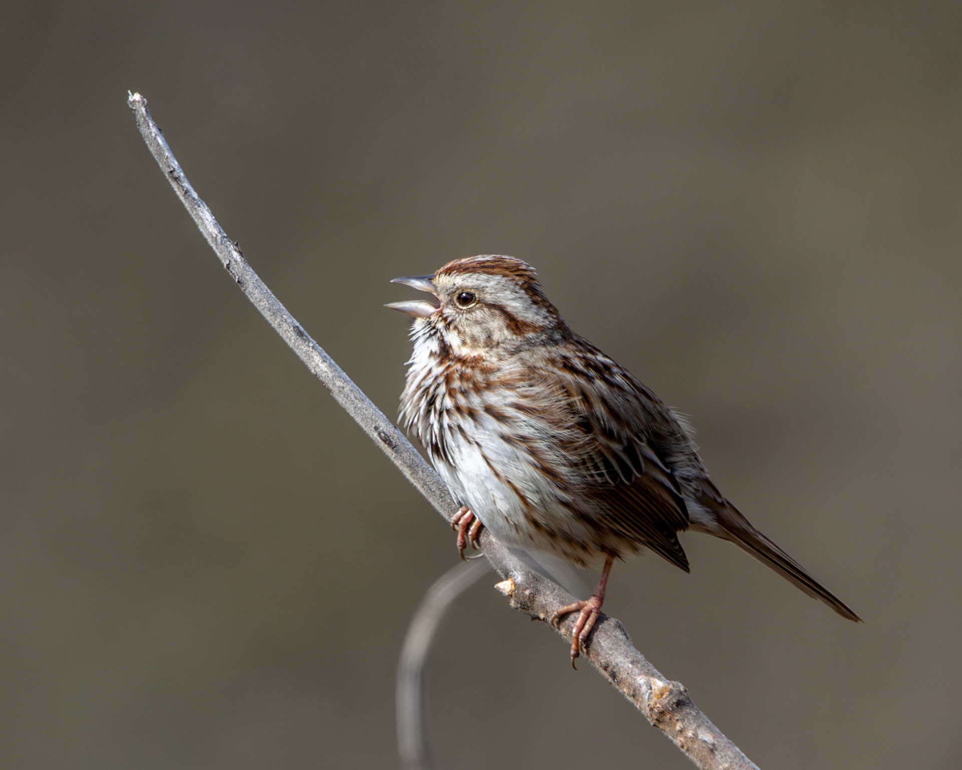 Song sparrow