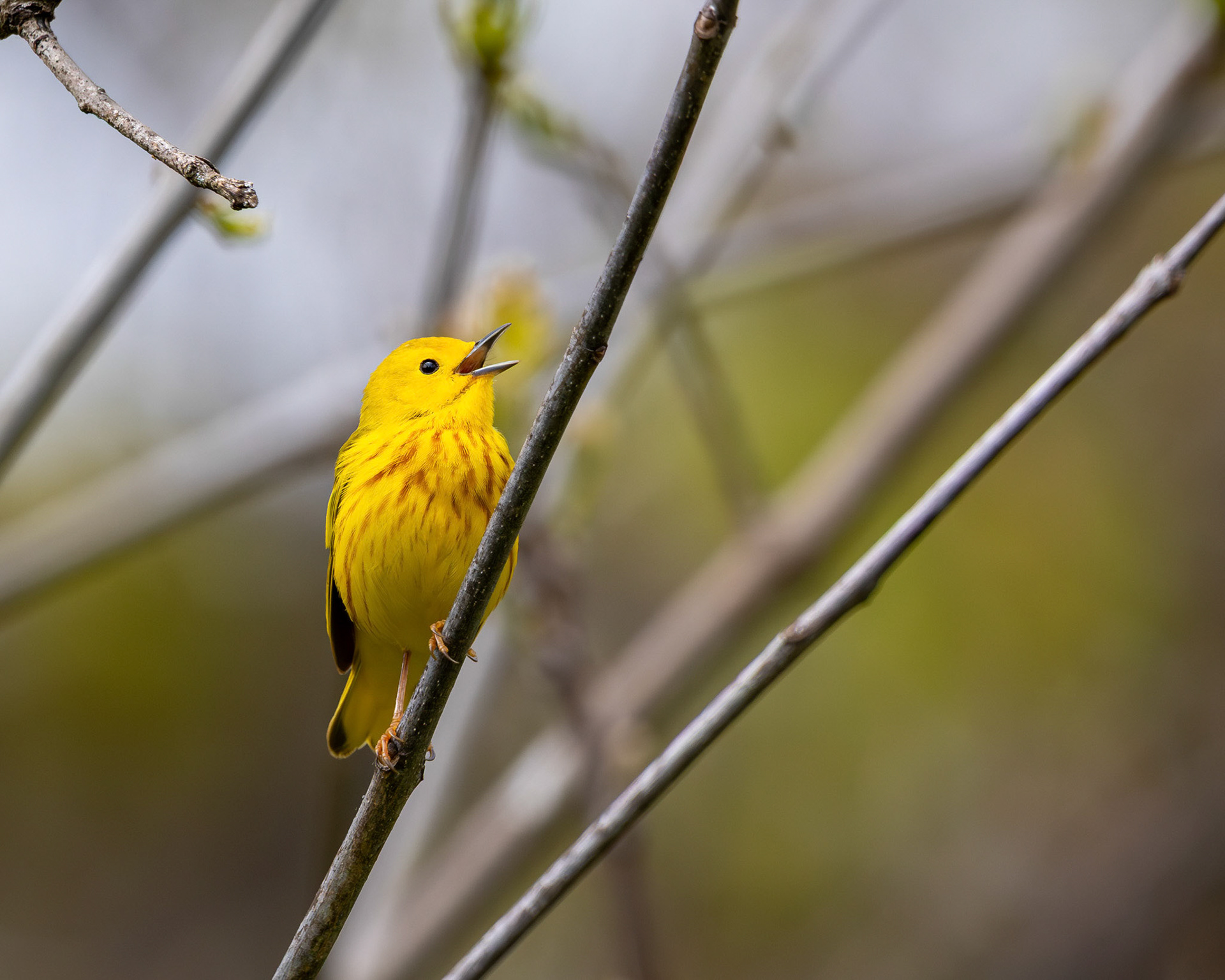 Northern yellow warbler singing