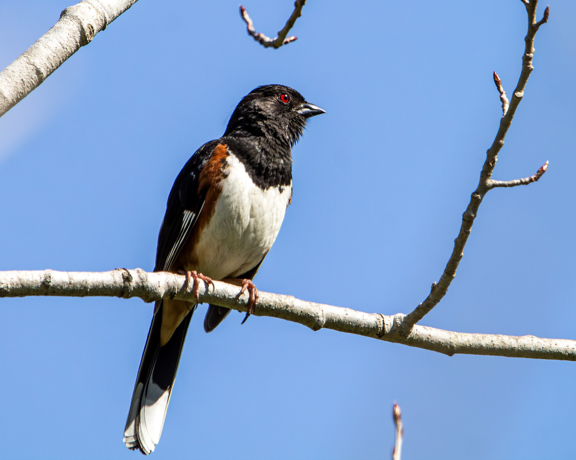 Eastern towhee