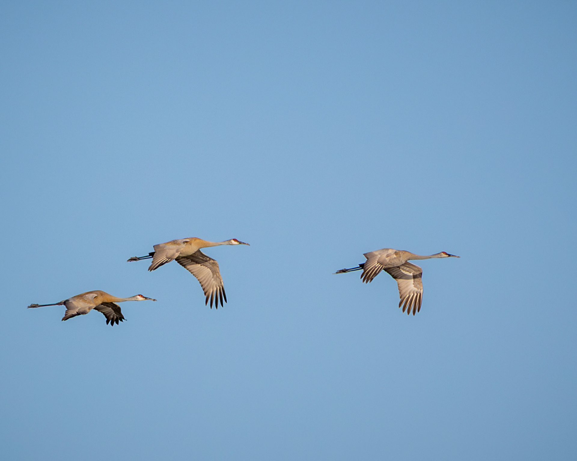 Sandhill cranes in flight