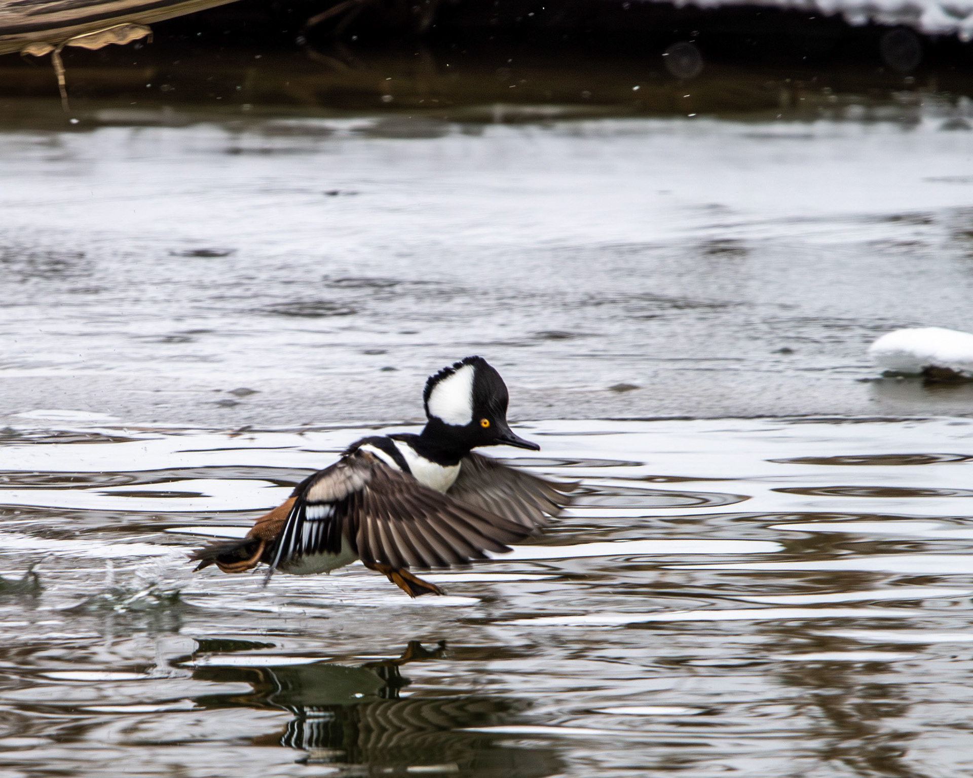 Hooded merganser