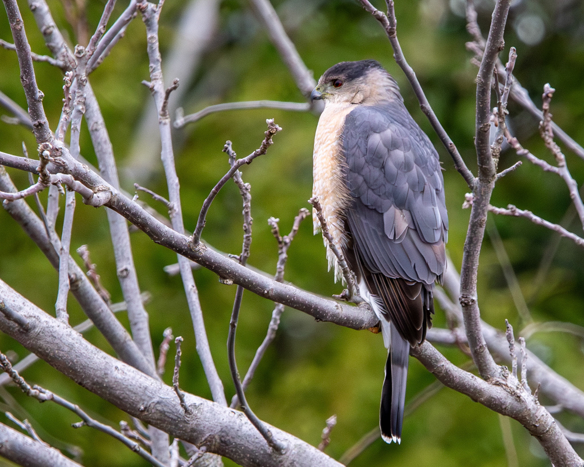 Cooper's hawk