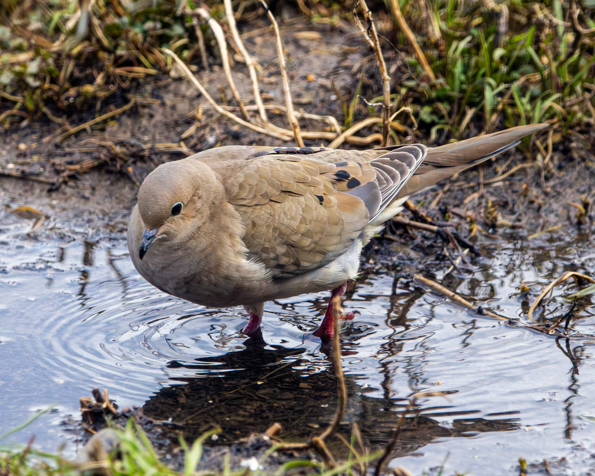 Mourning dove