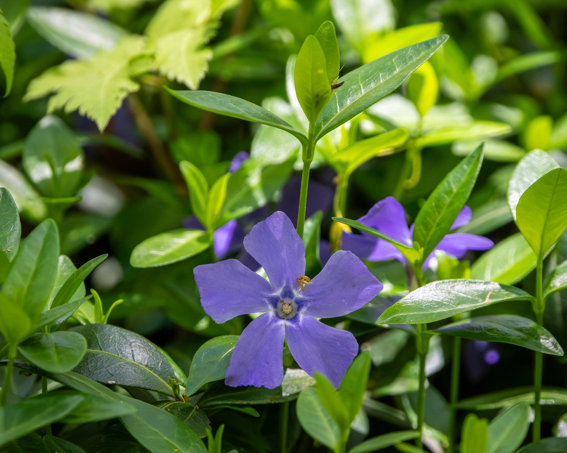 Lesser perriwinkle