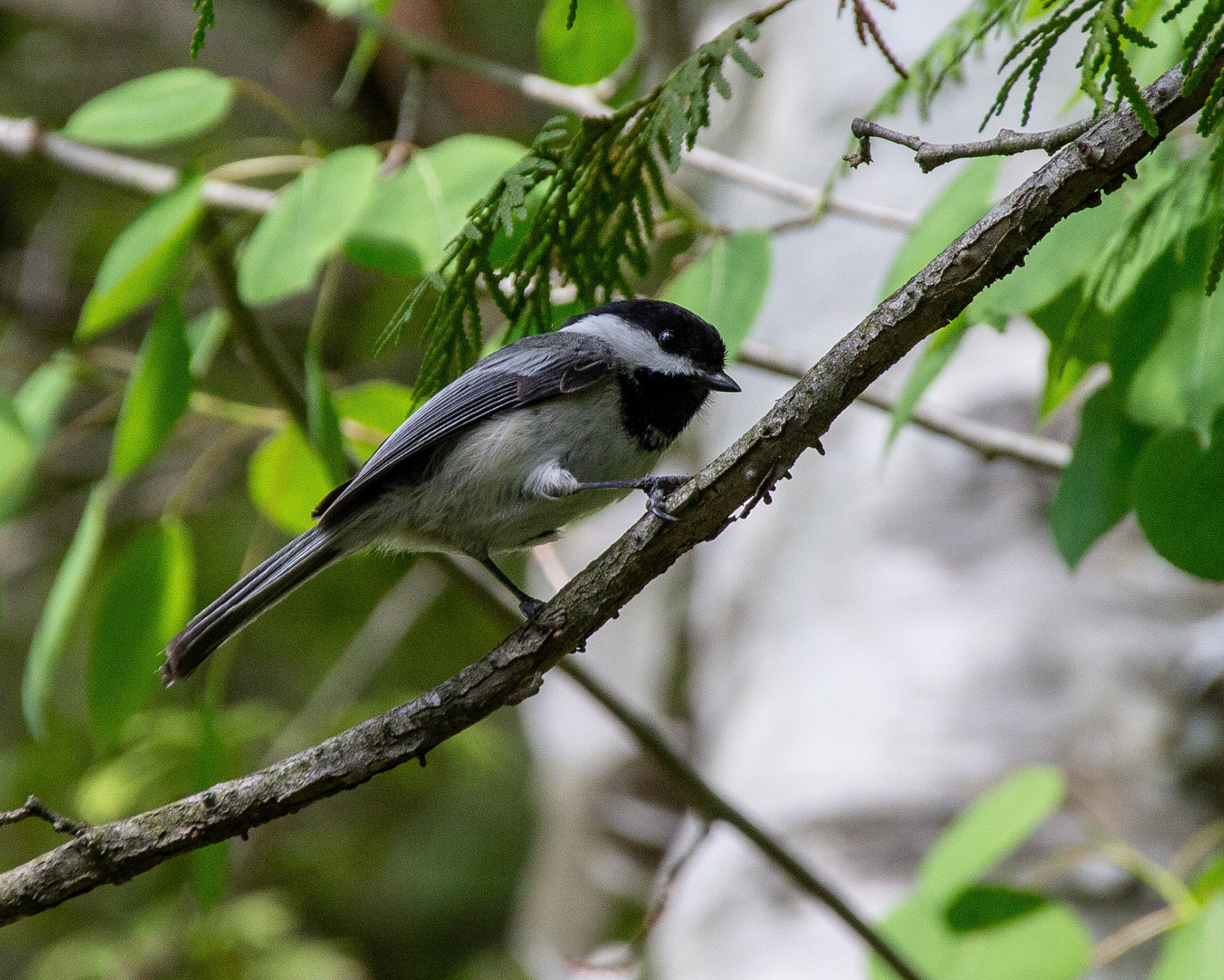 Black-capped chickadee
