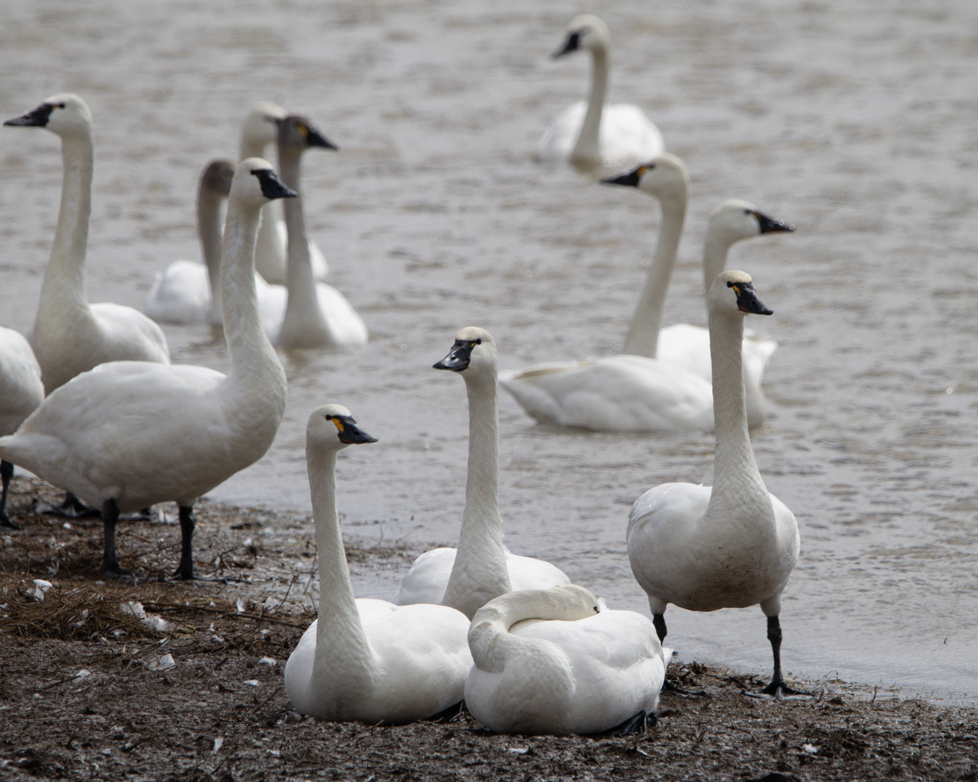 Tundra swans