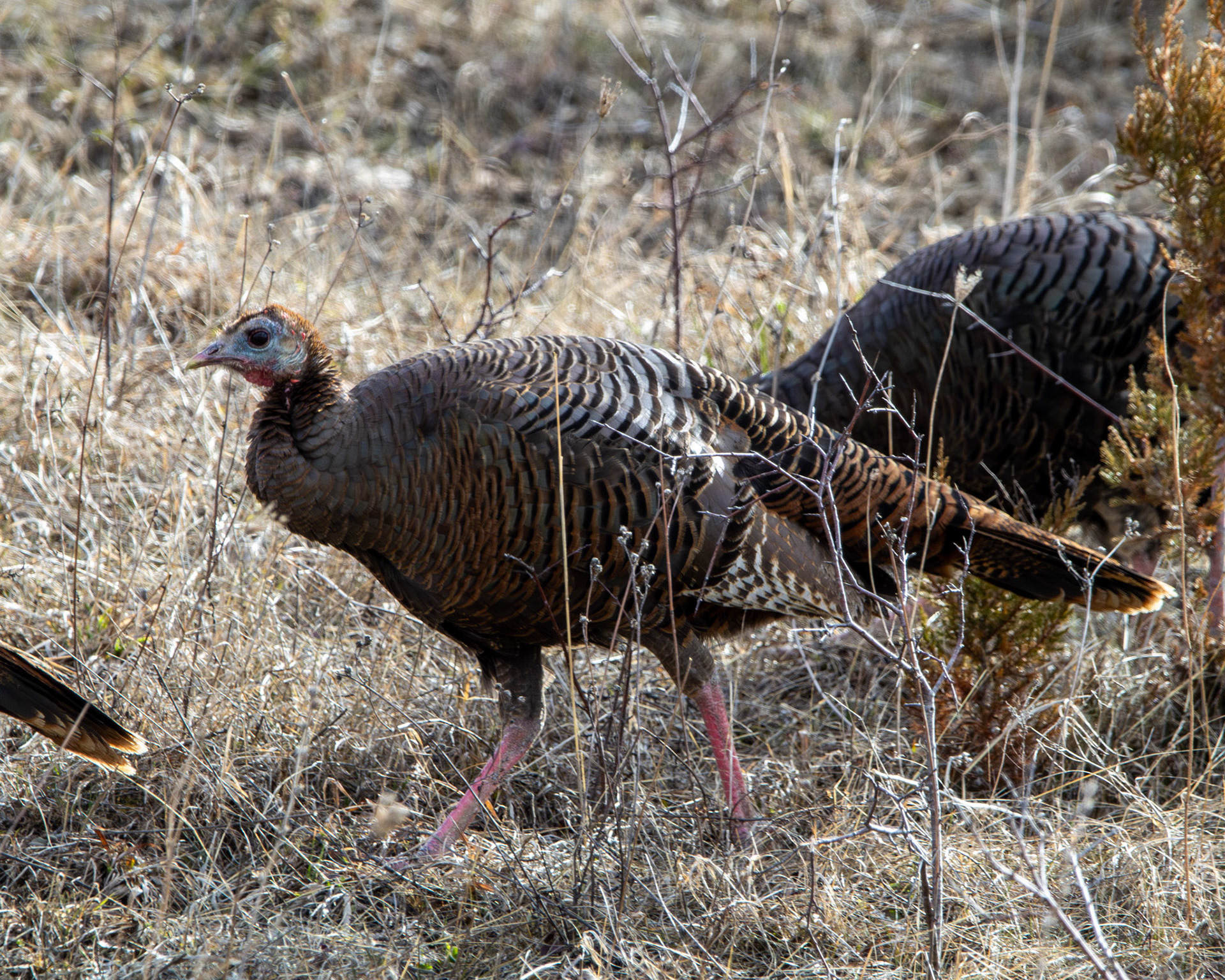 Female turkey