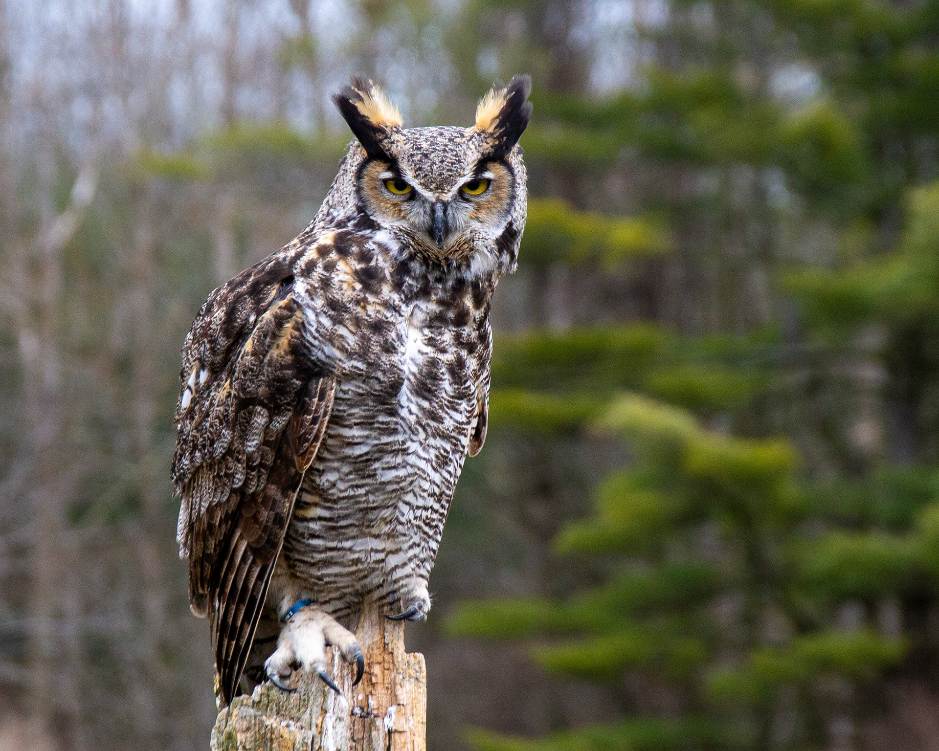 Great horned owl
