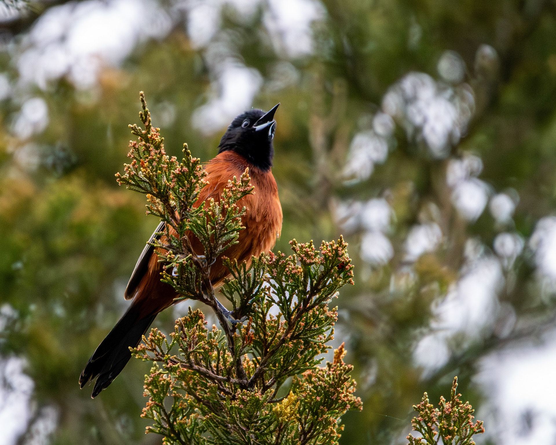 Orchard oriole