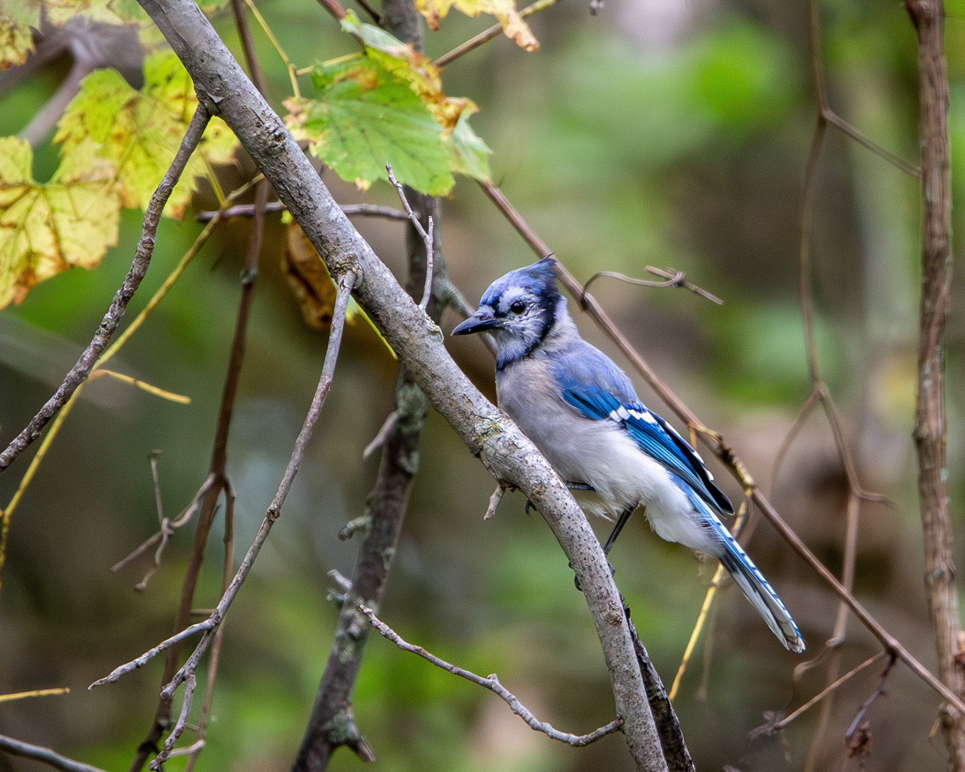 Blue jay