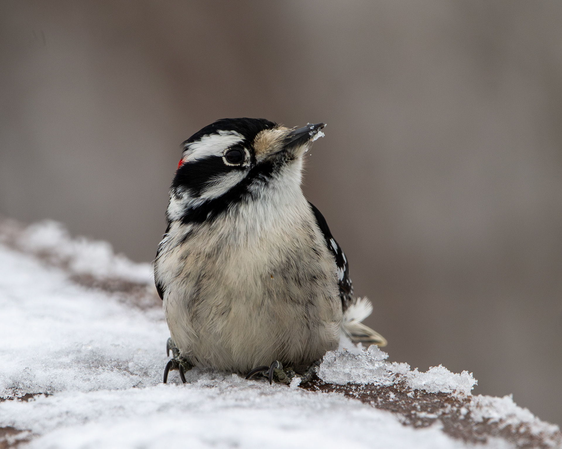 Downy woodpecker