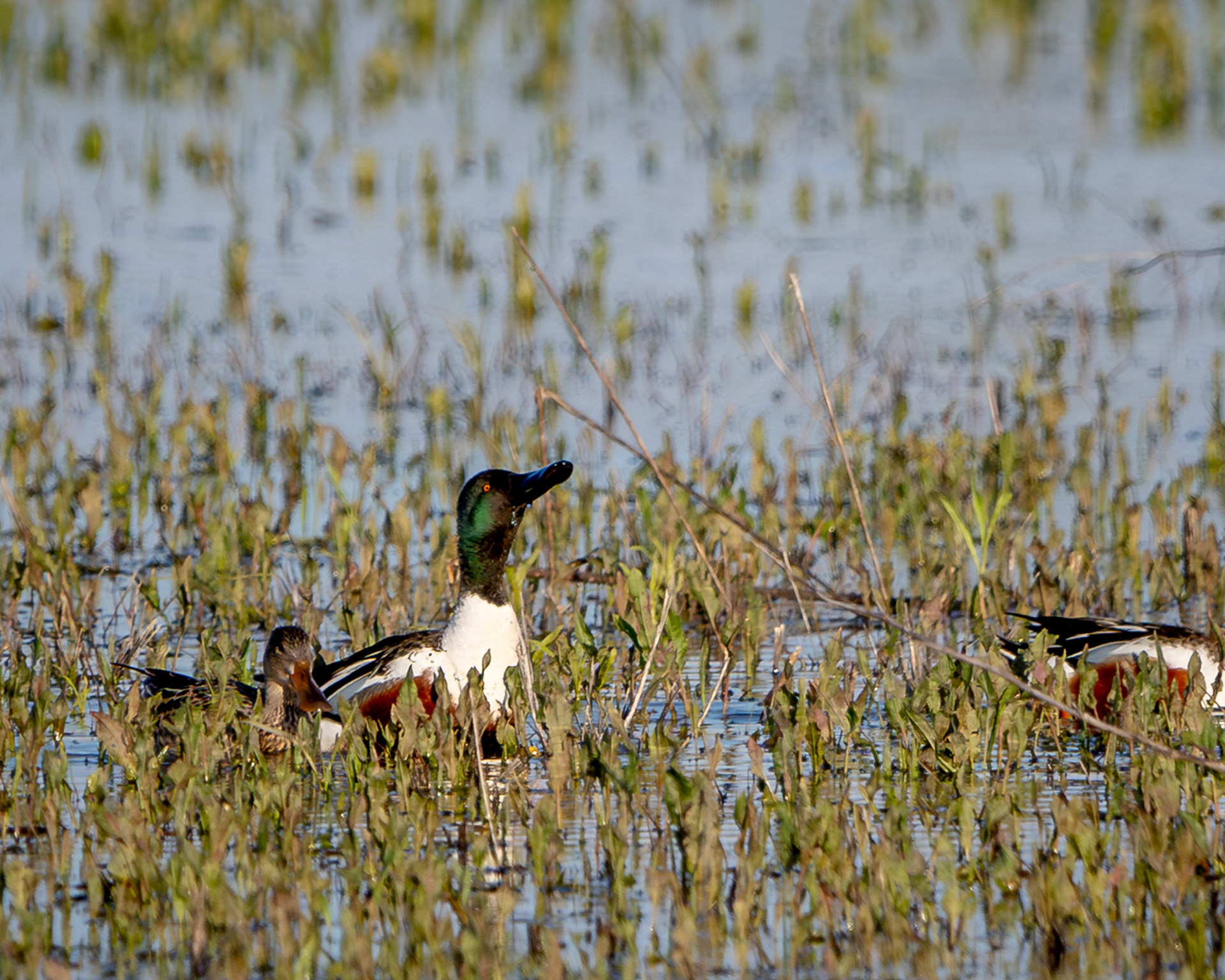 Northern shoveller