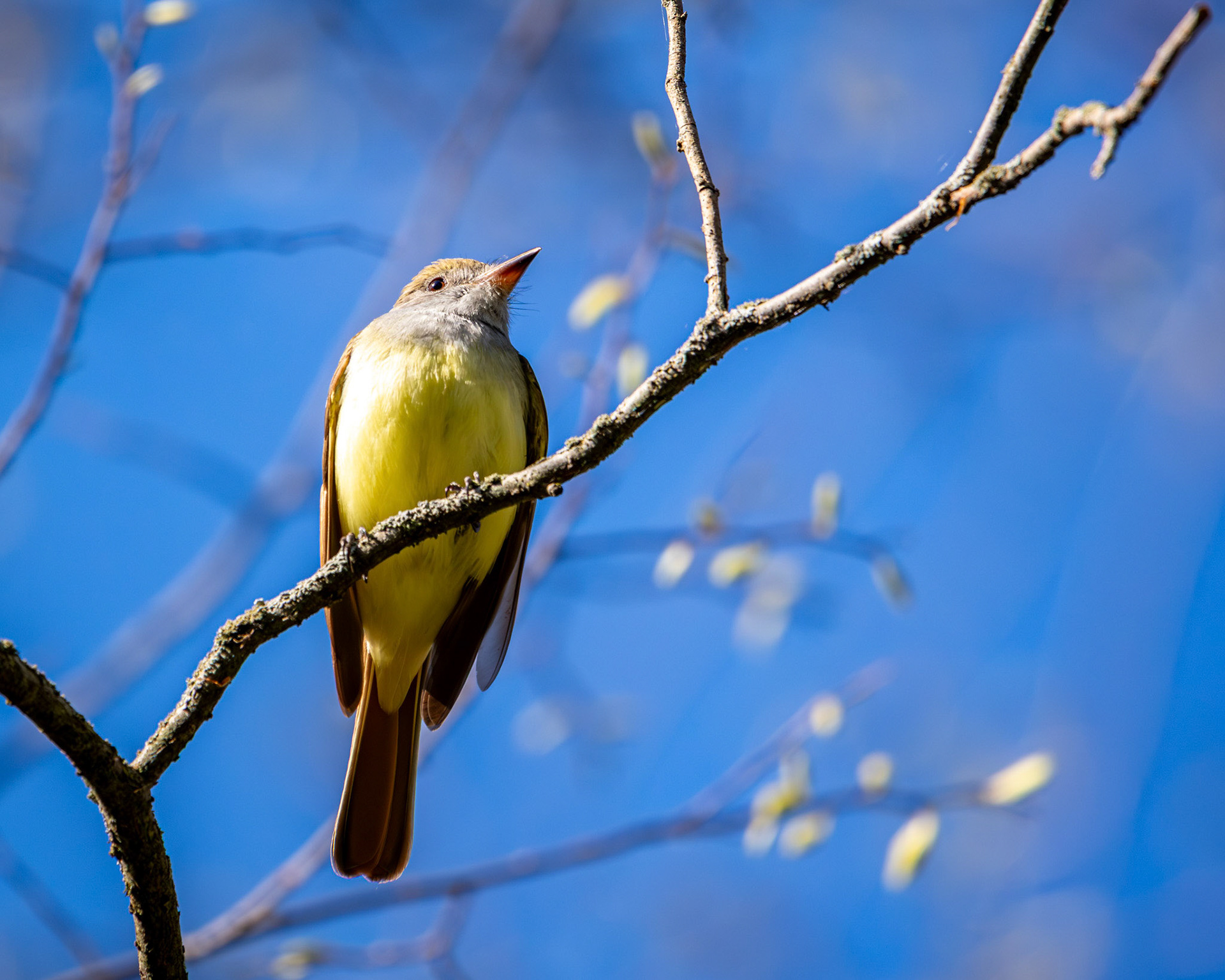 Great crested flycatcher