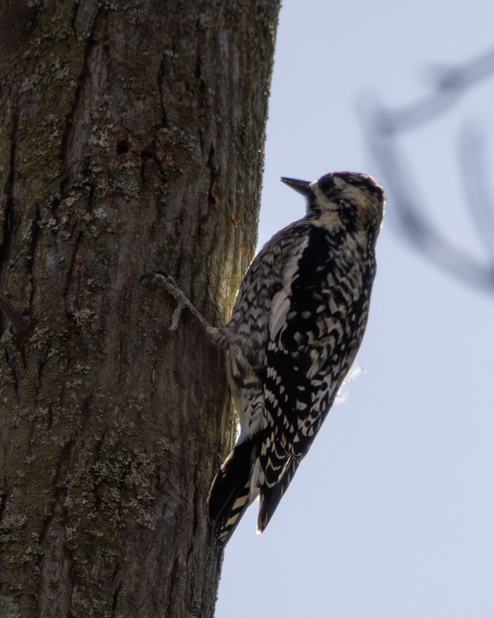 Yellow bellied sapsucker