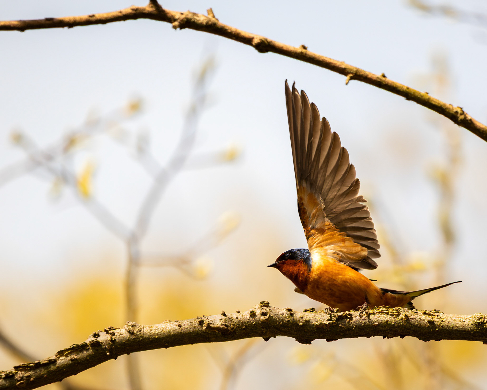 Barn swallow landing