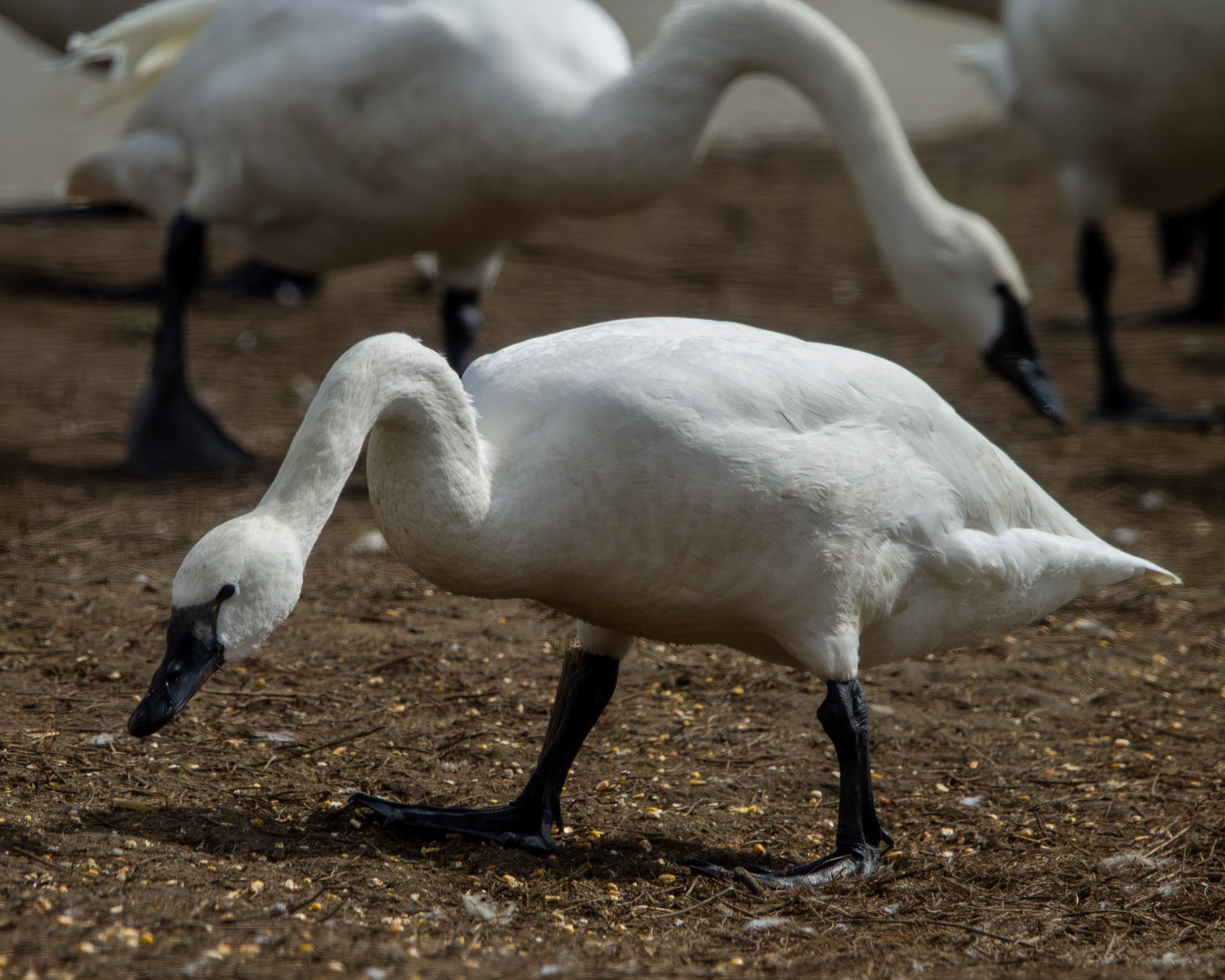 Tundra swan