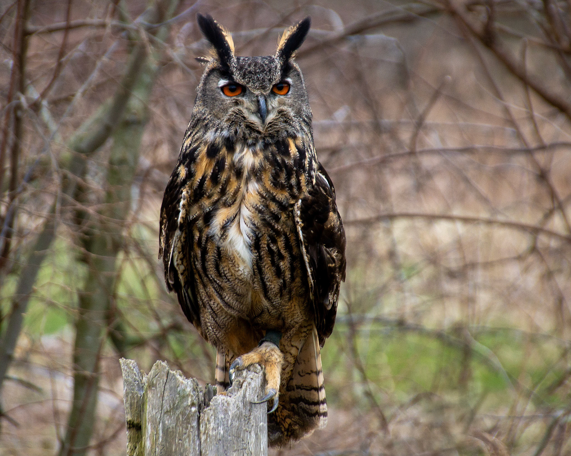 Eagle owl