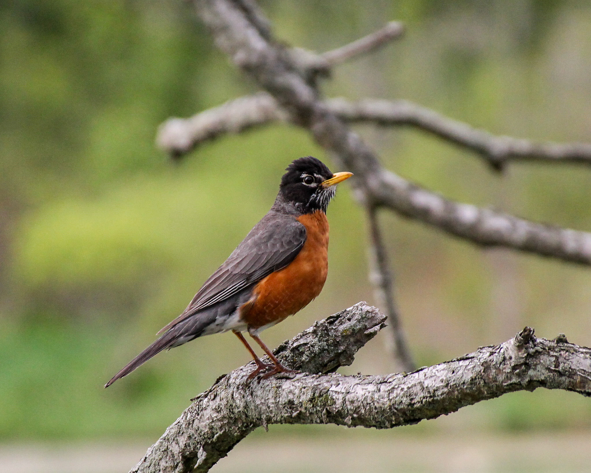 American robin