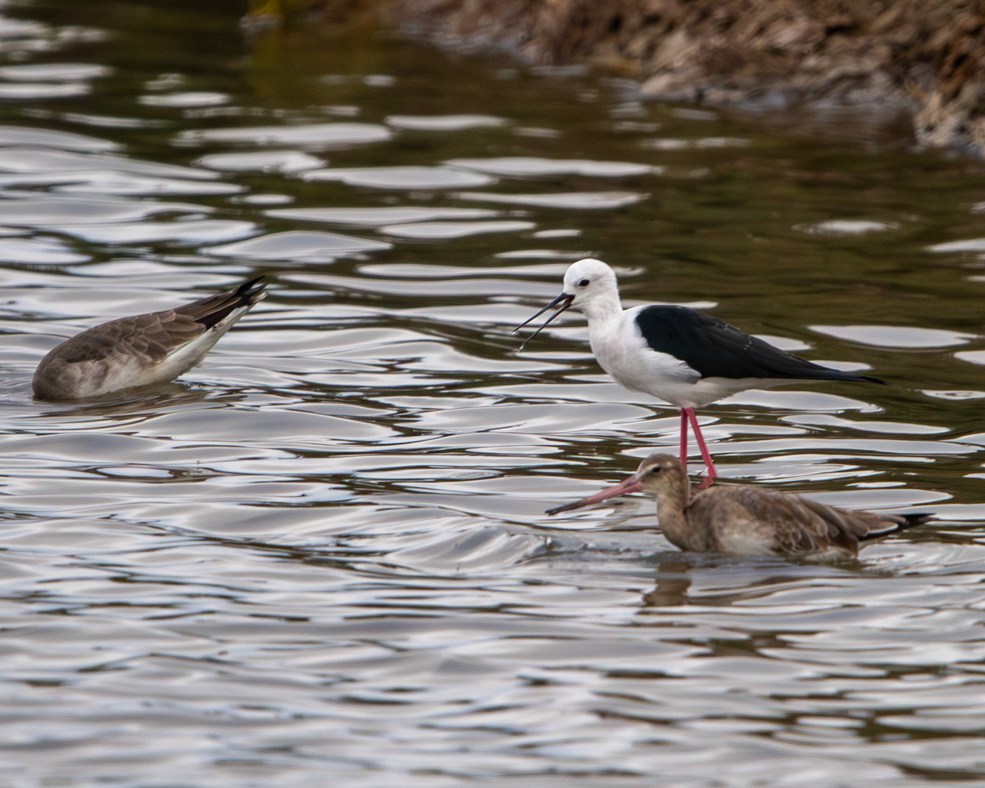 Black-winged stilt