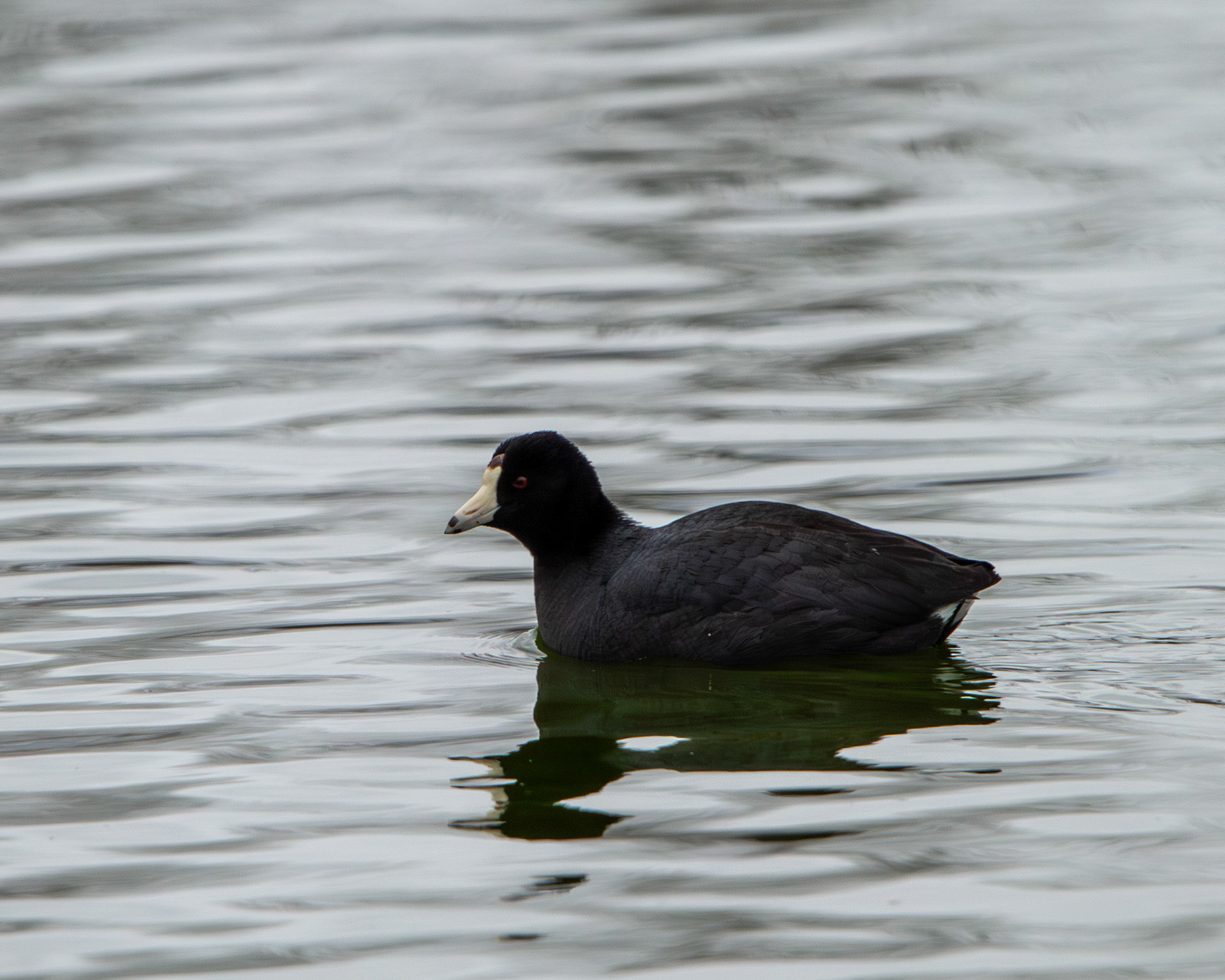 American coot