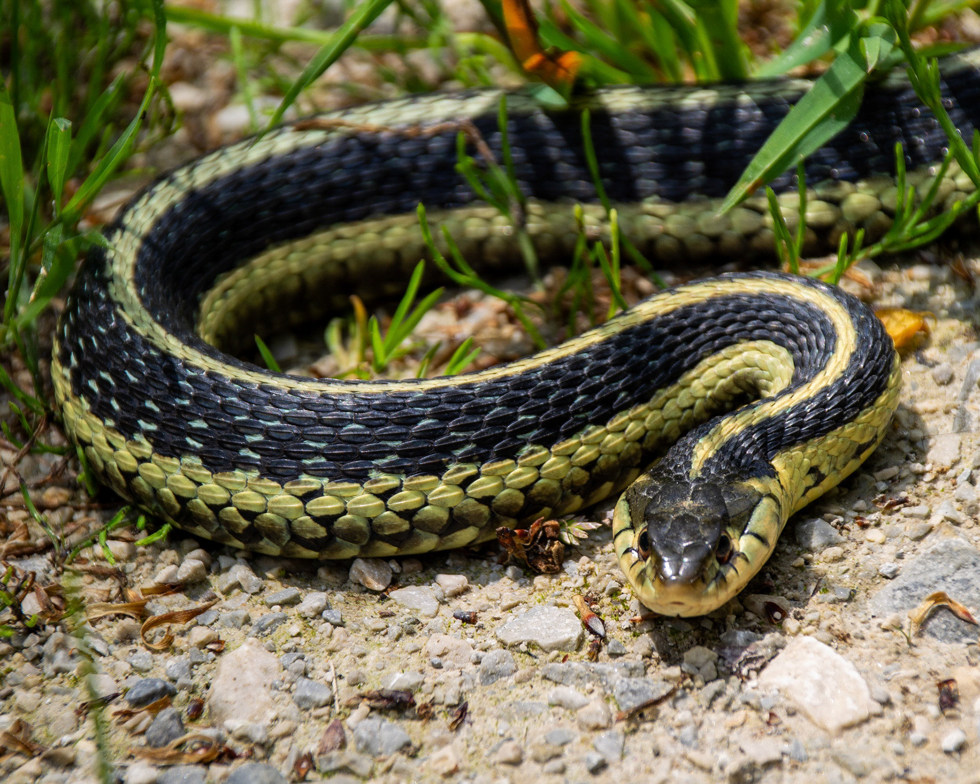 Garter snake