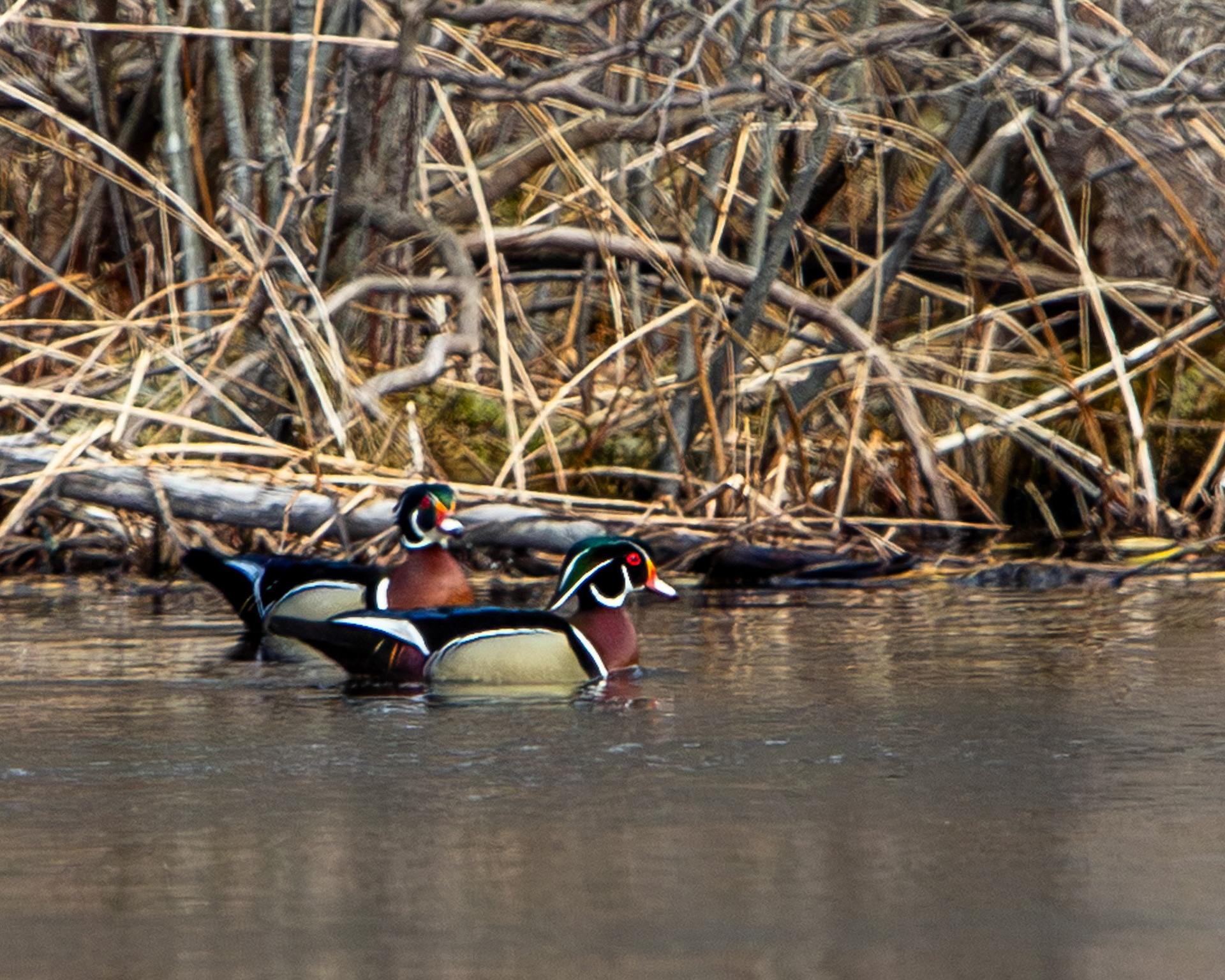 Wood ducks