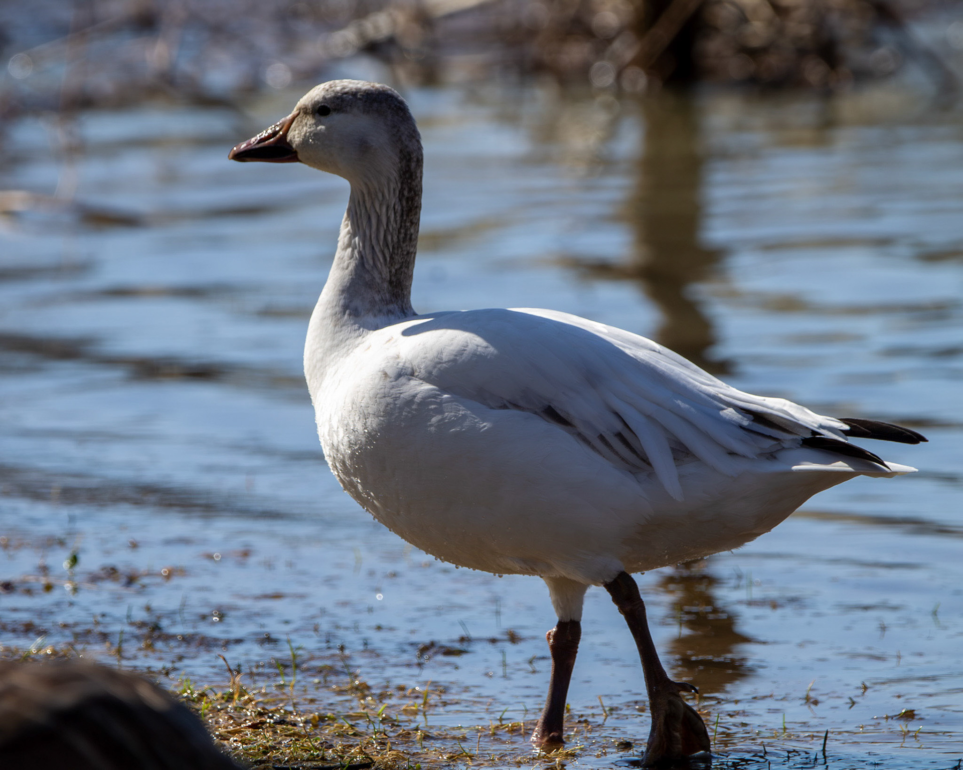 Snow goose