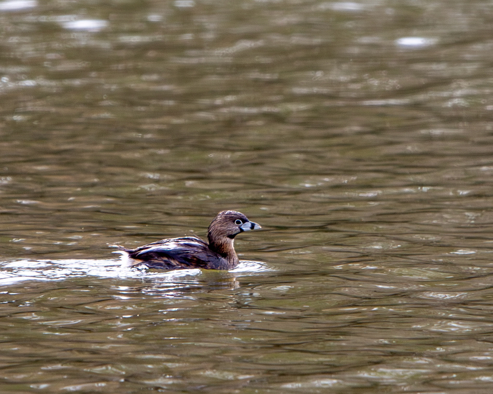 Pie-billed grebe