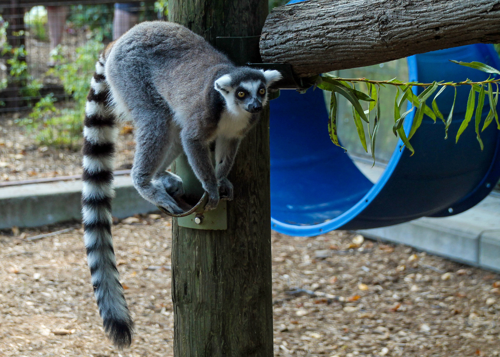 Ring-tailed lemur