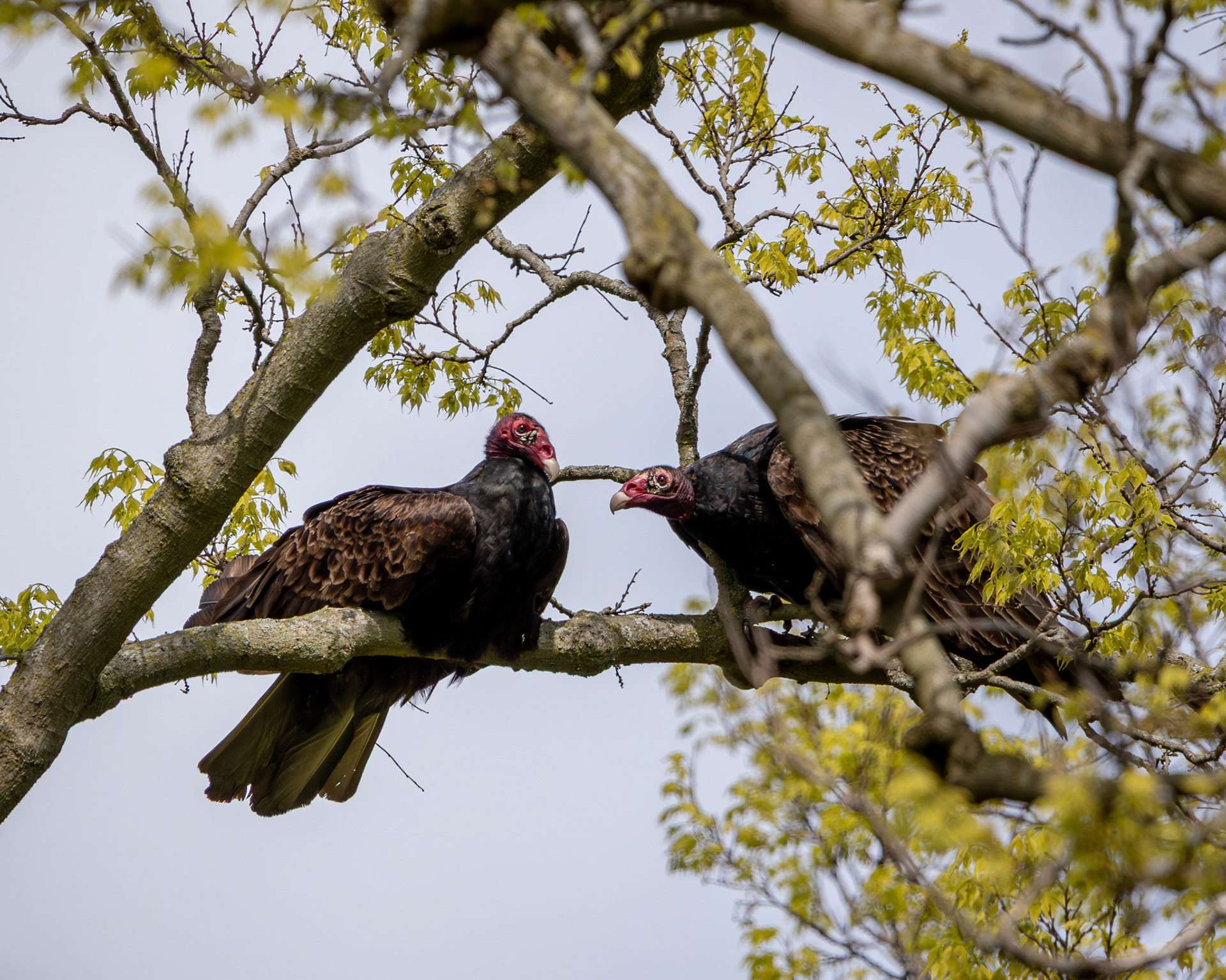 Turkey vultures