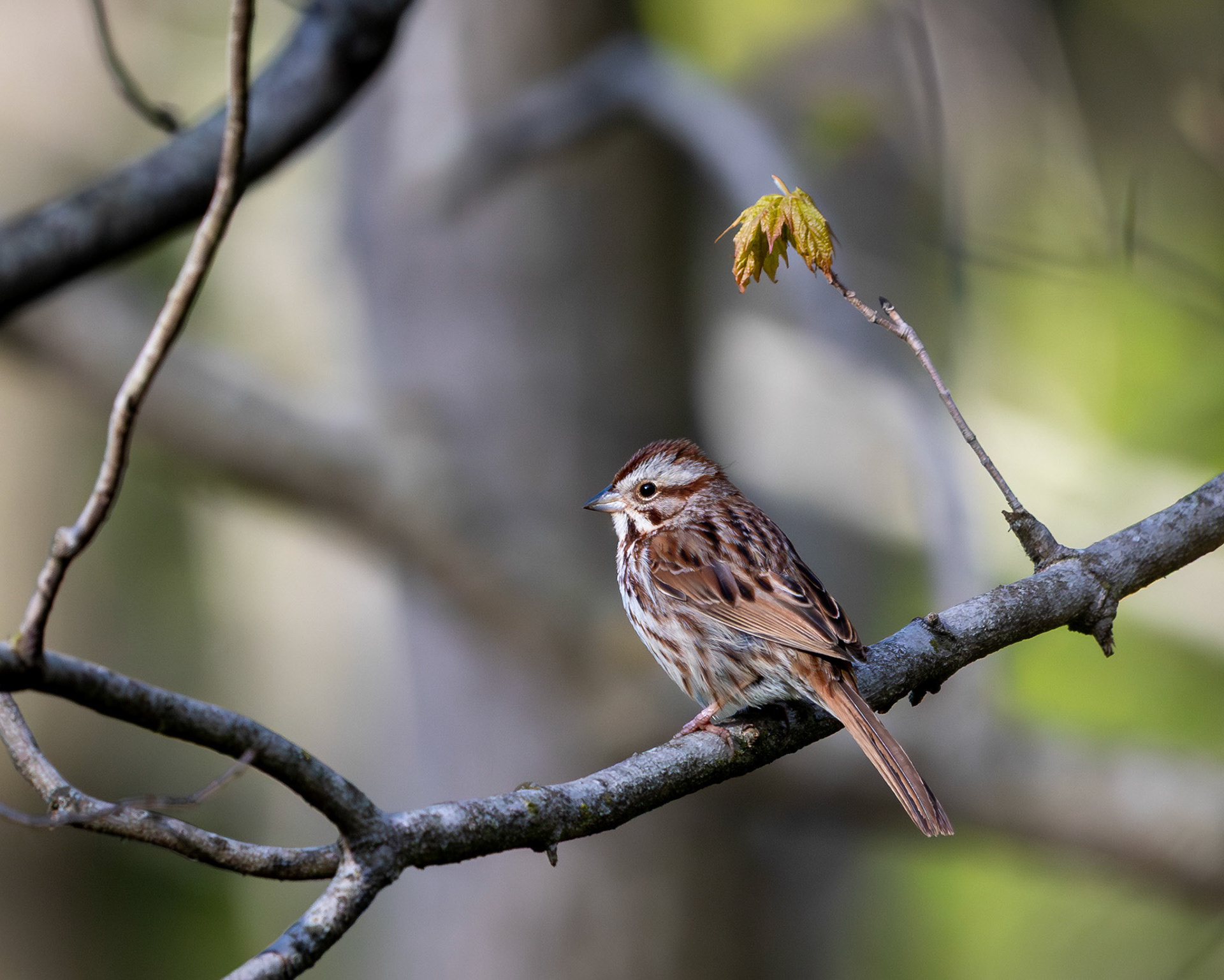 Song sparrow