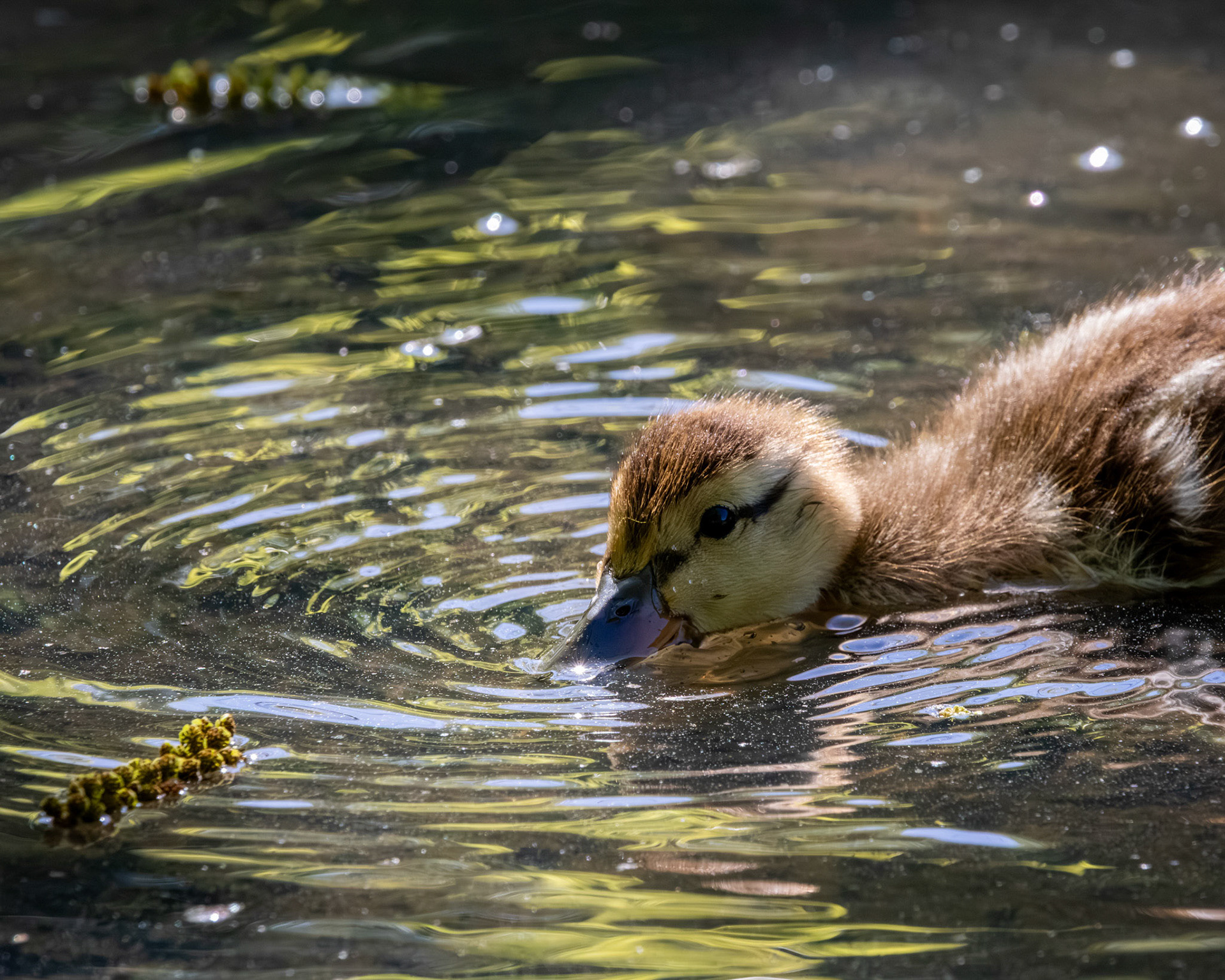 Duckling feeding