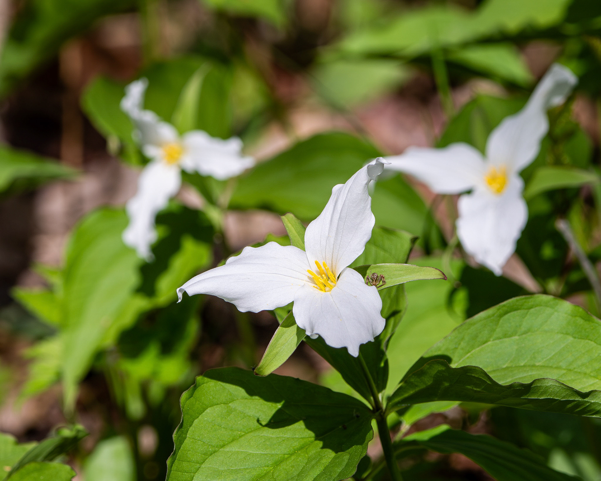 Large white trillium