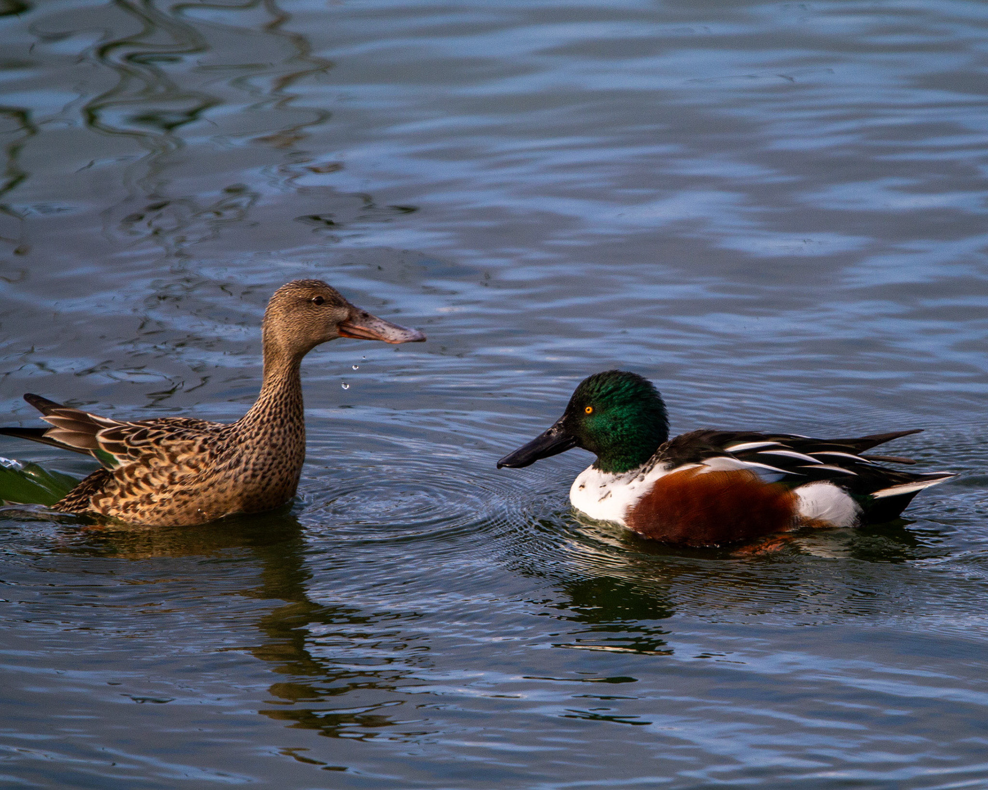 Northern shoveler