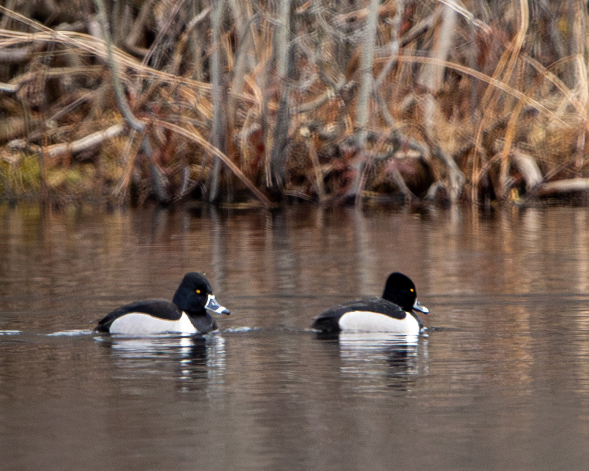 Ring-necked ducks