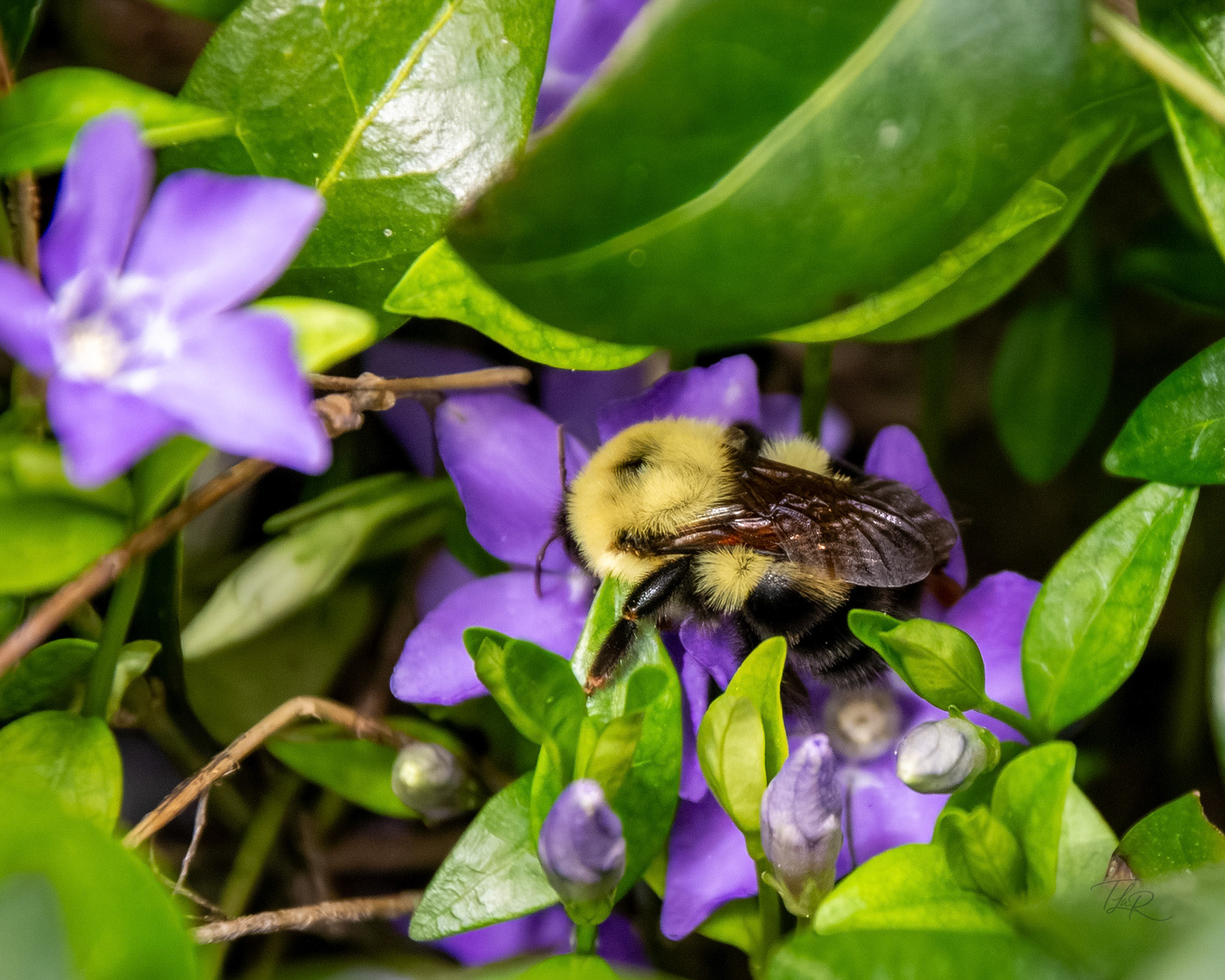 Bumblebee in flowers
