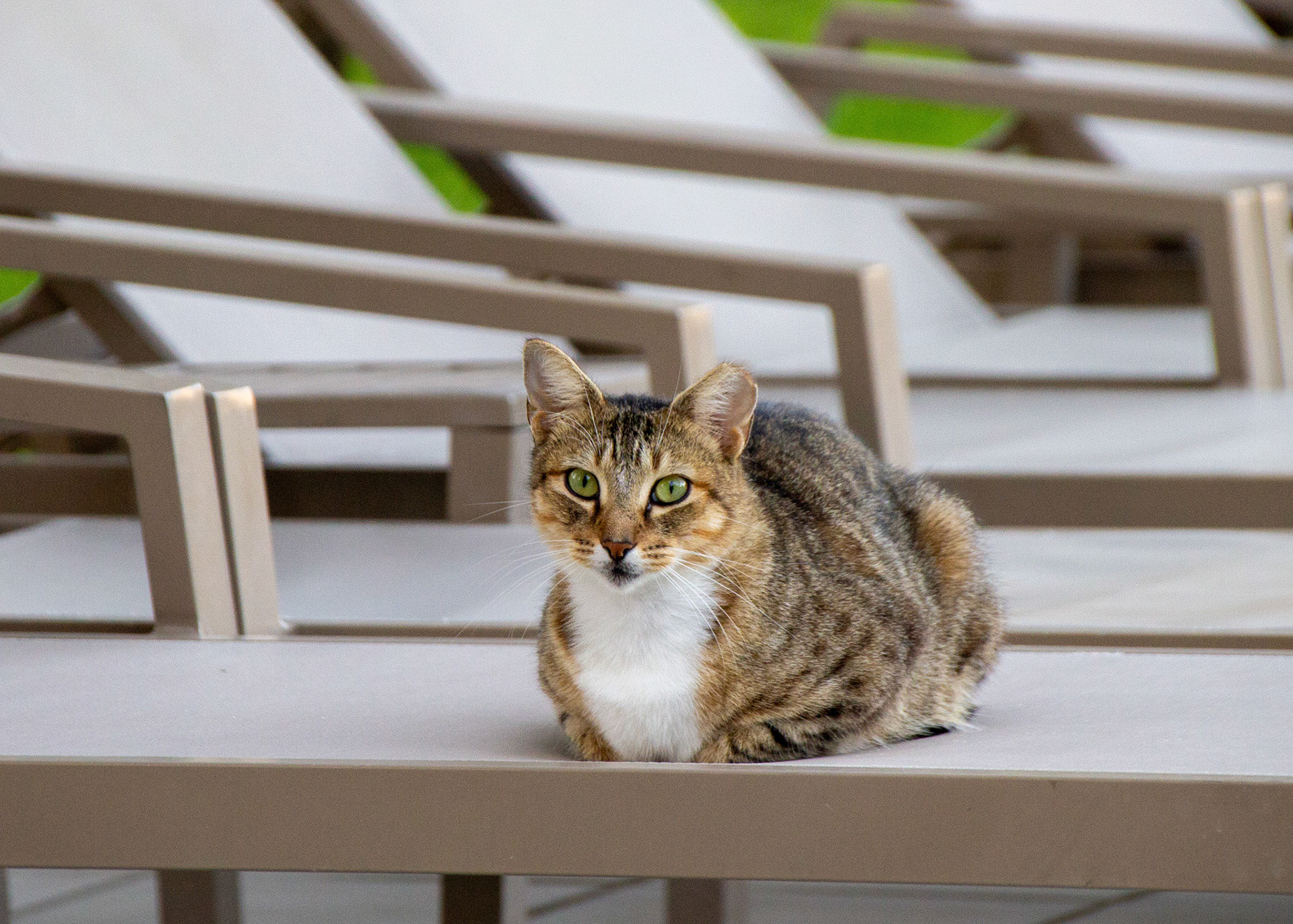 Cat on pool chair
