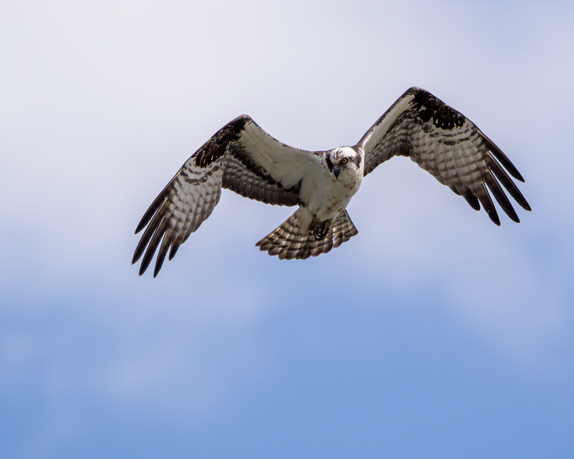 Osprey in flight