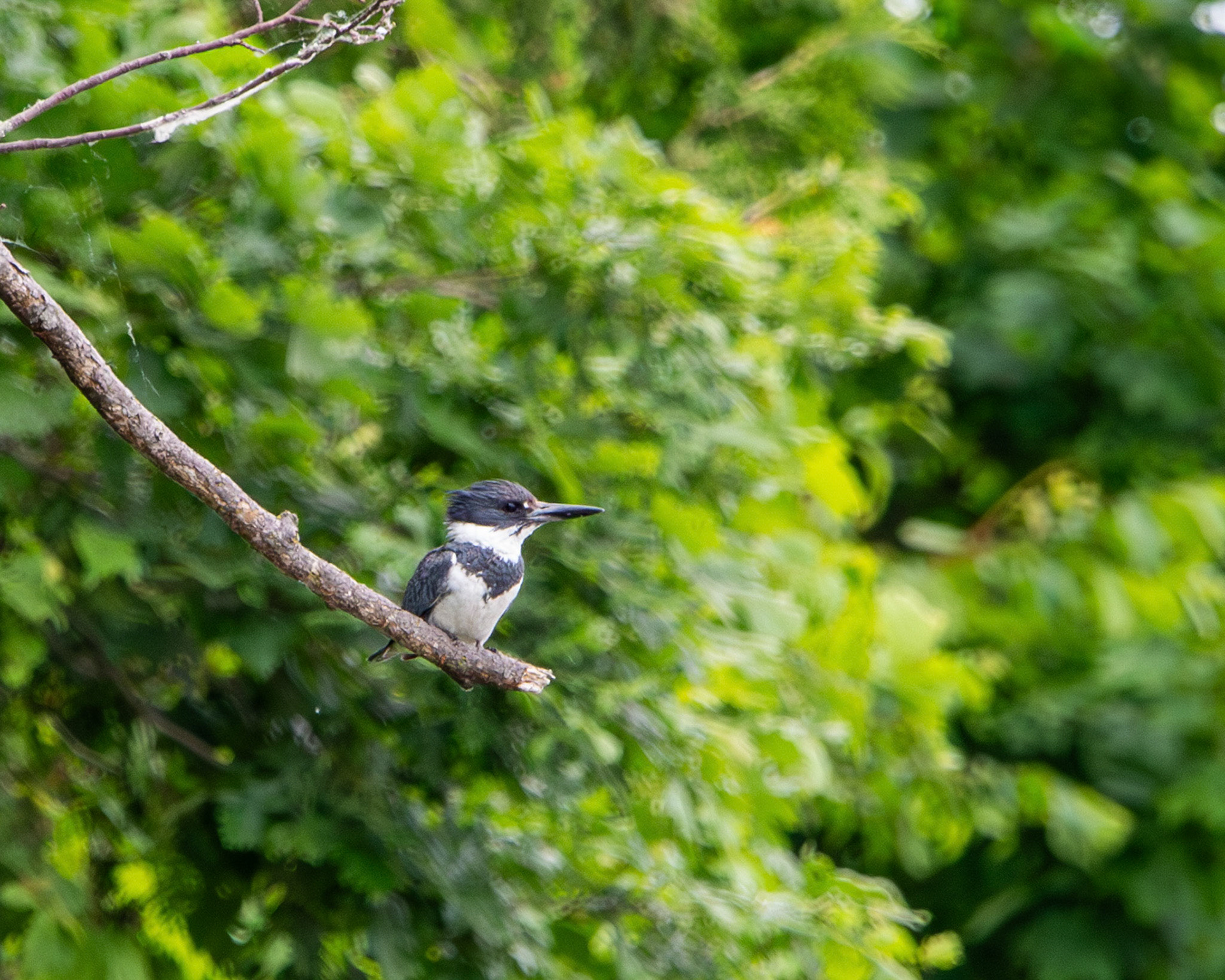 Belted kingfisher