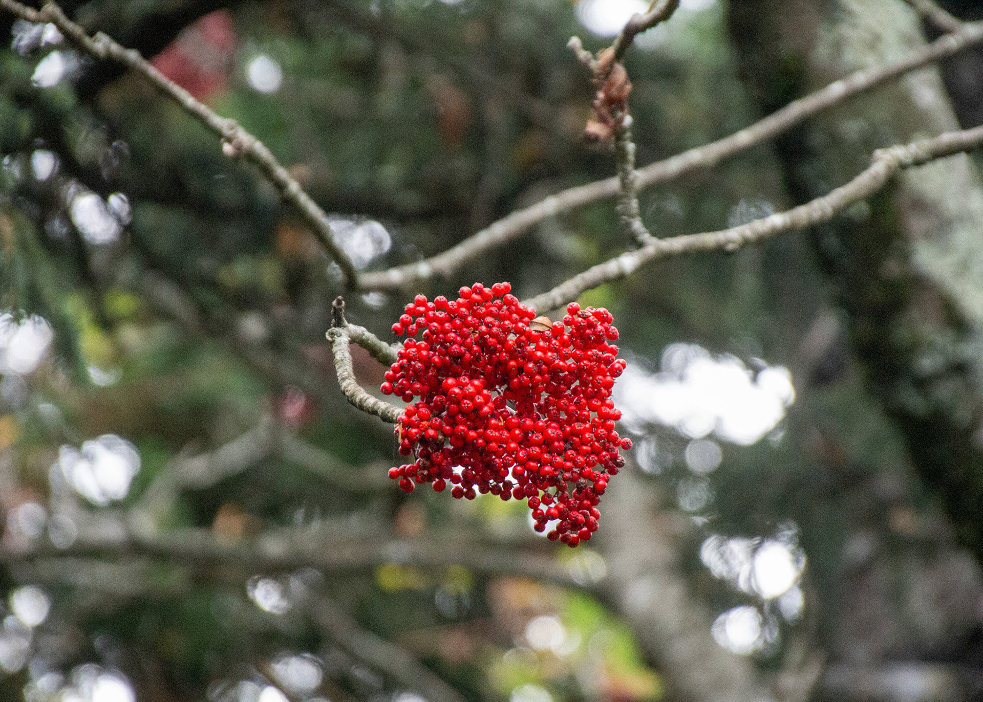 Red berries