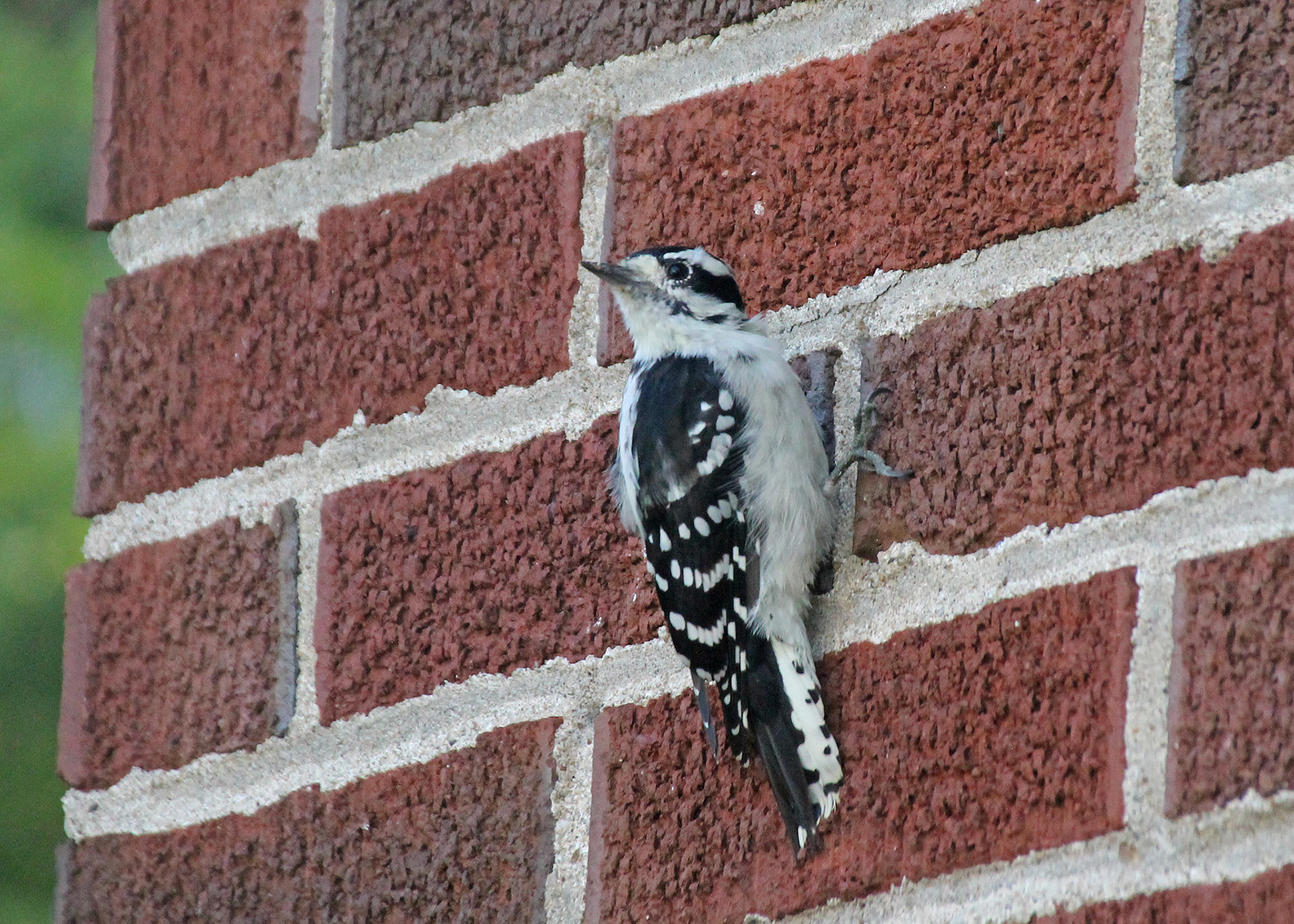 Downy woodpecker