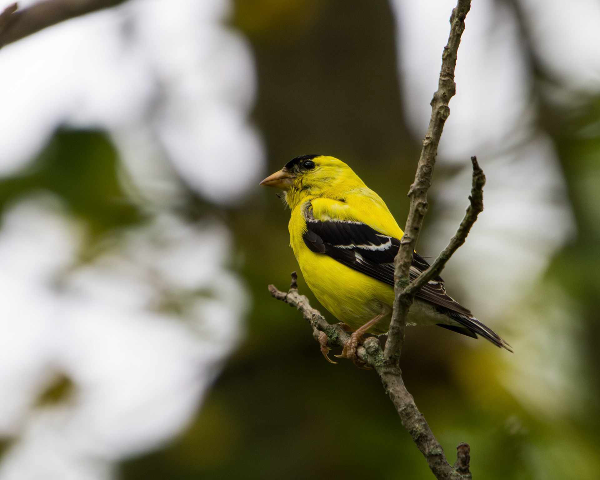 American goldfinch