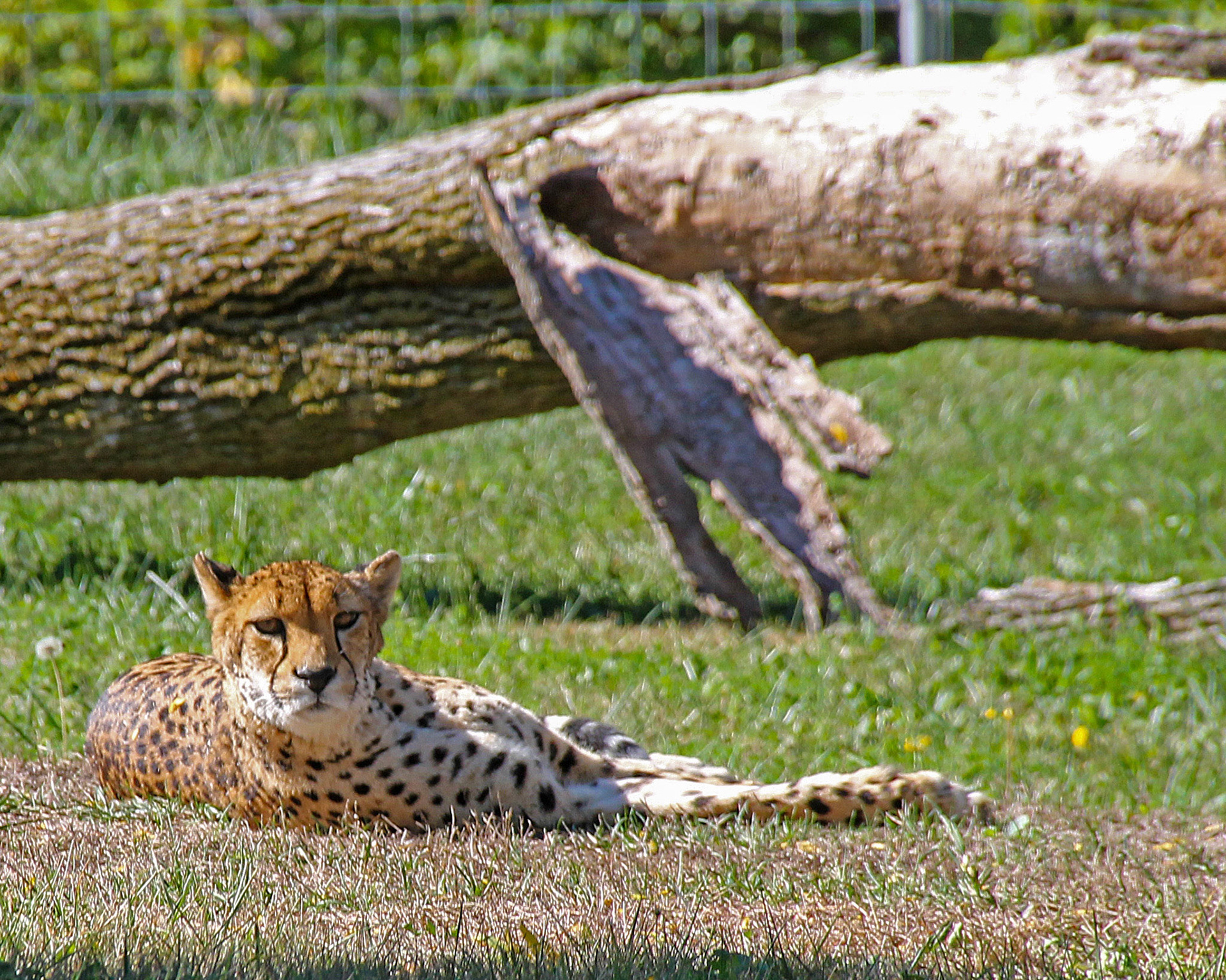 Cheetah