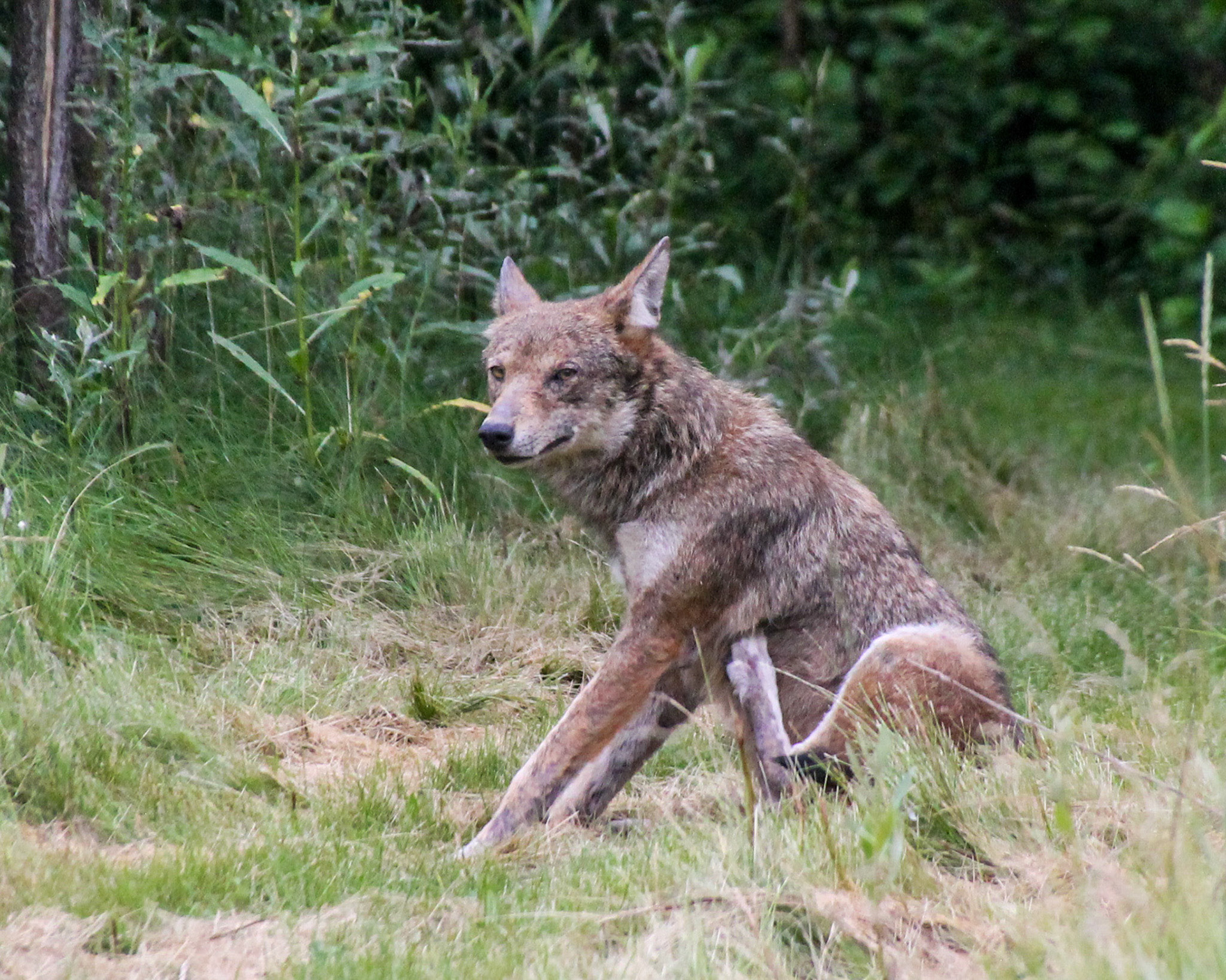 Coyote